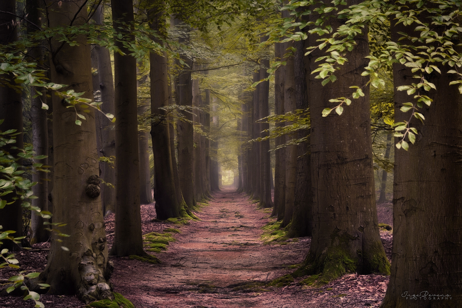 Nikon D3100 sample photo. Otherworldly. photography
