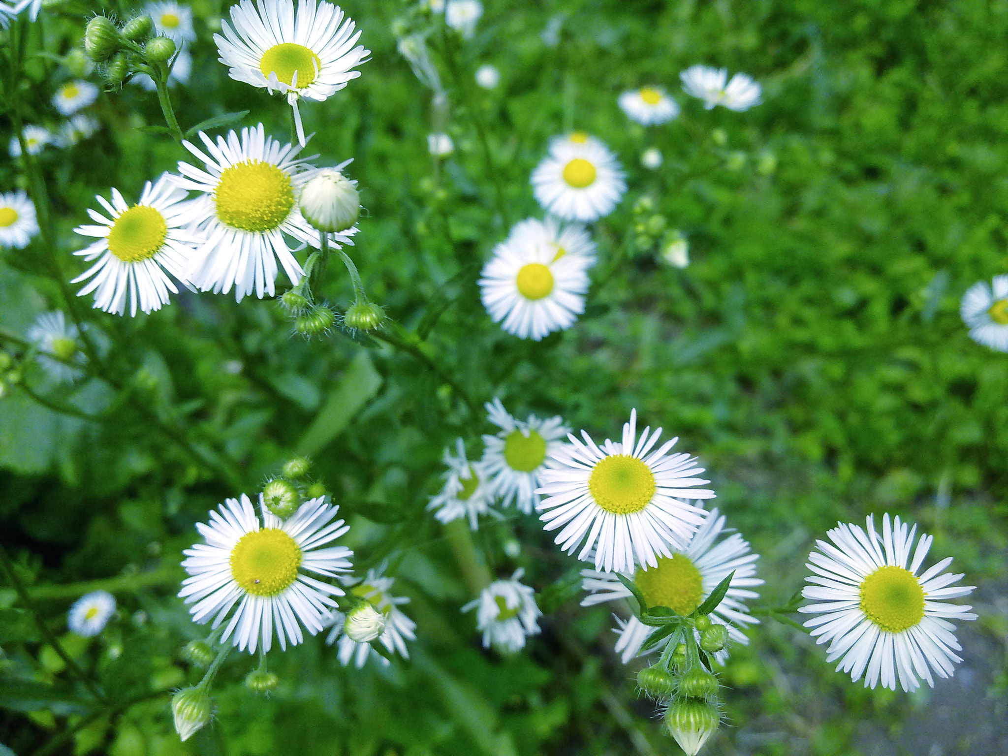 Nokia N97 sample photo. White dandelions photography