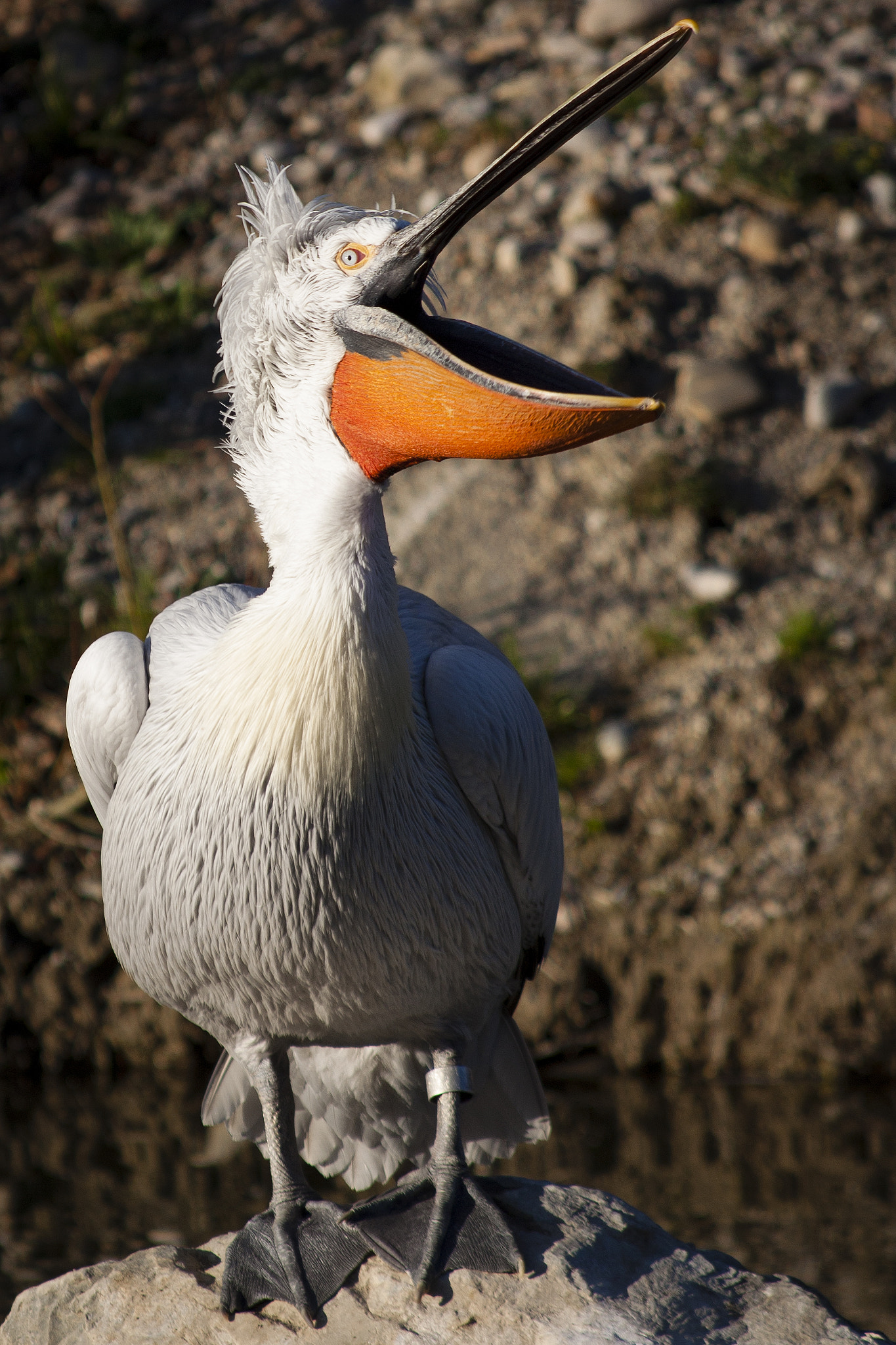 Canon EF 70-300mm F4-5.6 IS USM sample photo. Pelican photography
