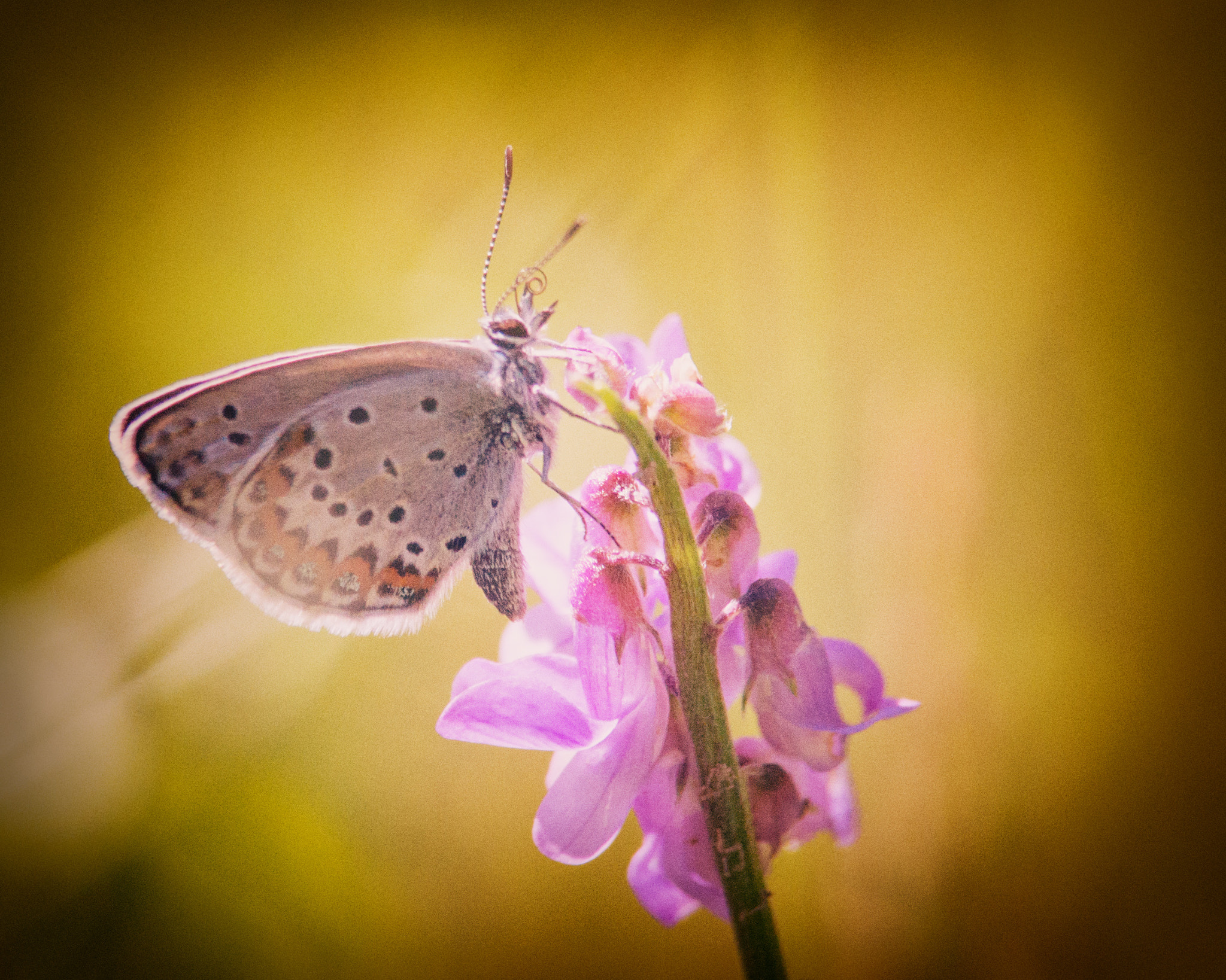 Sony a99 II sample photo. Hangin' on photography