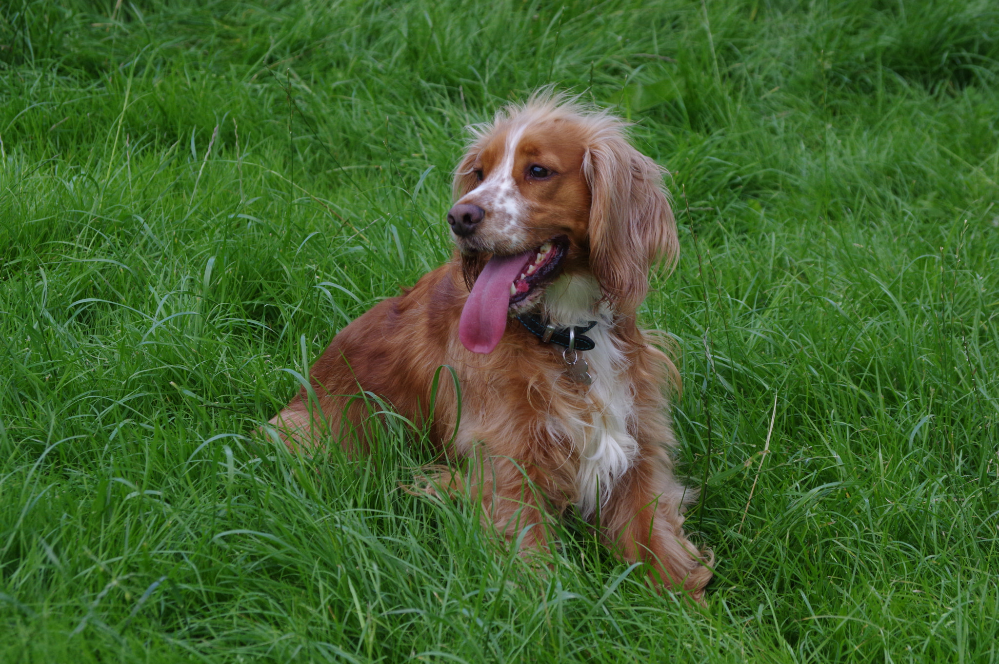 smc PENTAX-DA L 50-200mm F4-5.6 ED sample photo. Mans best friend photography