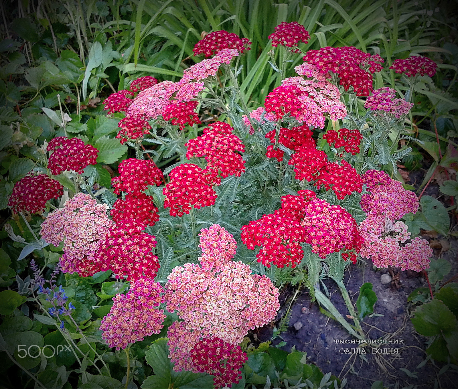 Samsung GT-S5610 sample photo. ТЫСЯЧЕЛИСТНИК photography