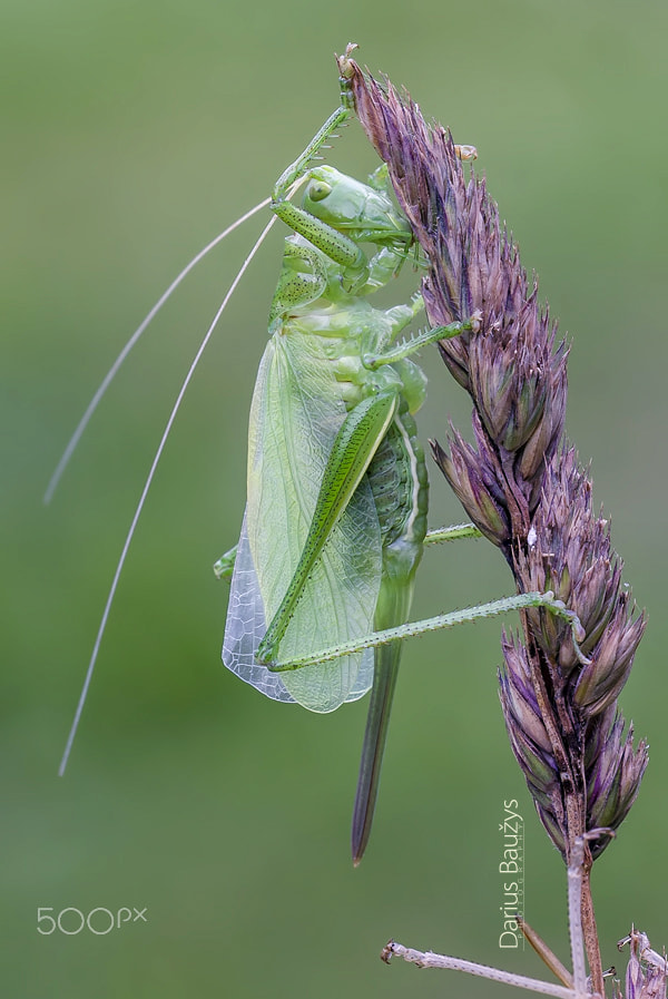 Sigma 150mm F2.8 EX DG OS Macro HSM sample photo. Green cricket photography