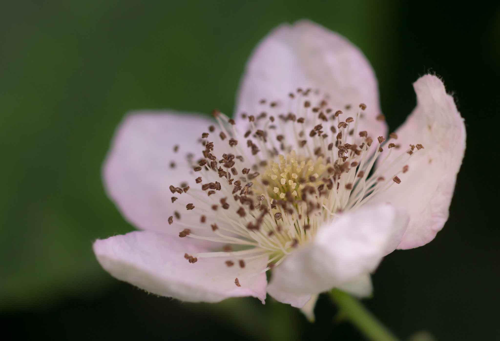 Sony SLT-A77 + Sony 100mm F2.8 Macro sample photo. Blackberry. photography