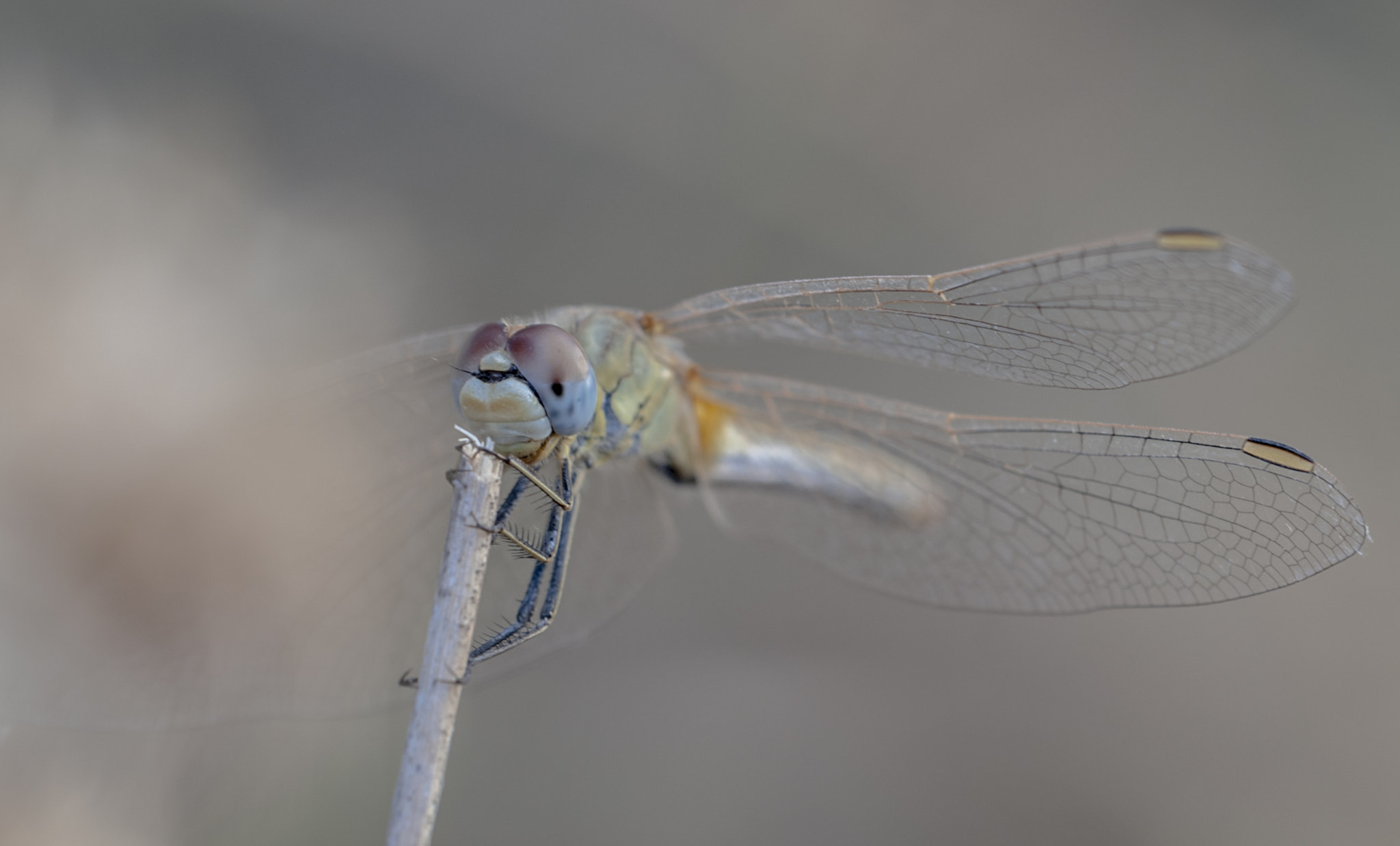 Sigma APO Macro 180mm F3.5 EX DG HSM sample photo. Dragonfly photography