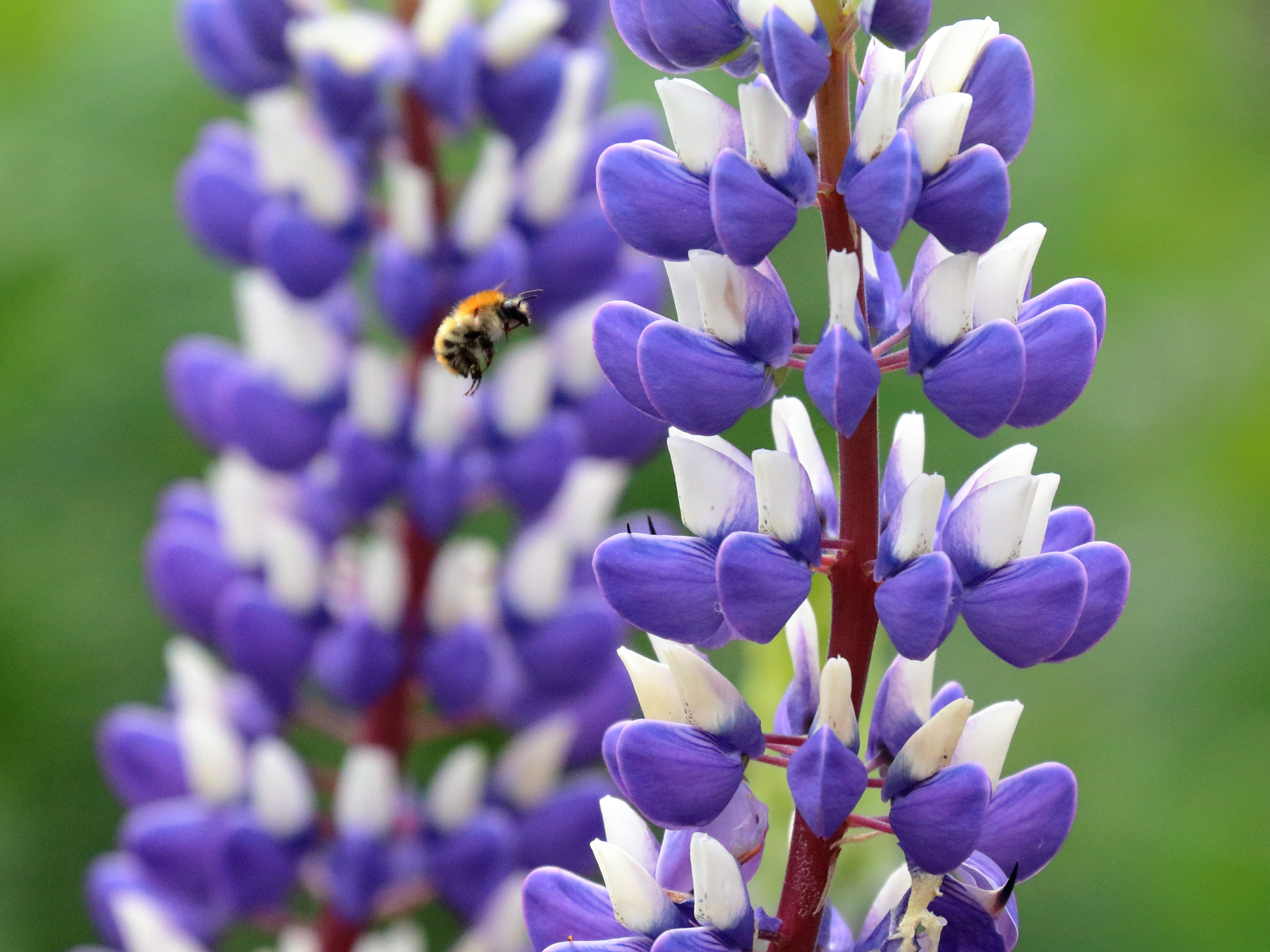 Canon EF 70-300mm F4-5.6L IS USM sample photo. Lupines photography