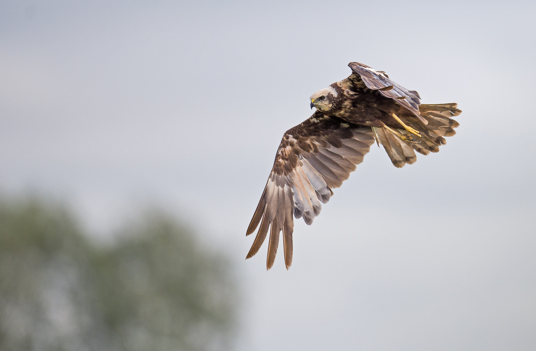 Nikon AF-S Nikkor 500mm F4E FL ED VR sample photo. Busard des roseaux photography