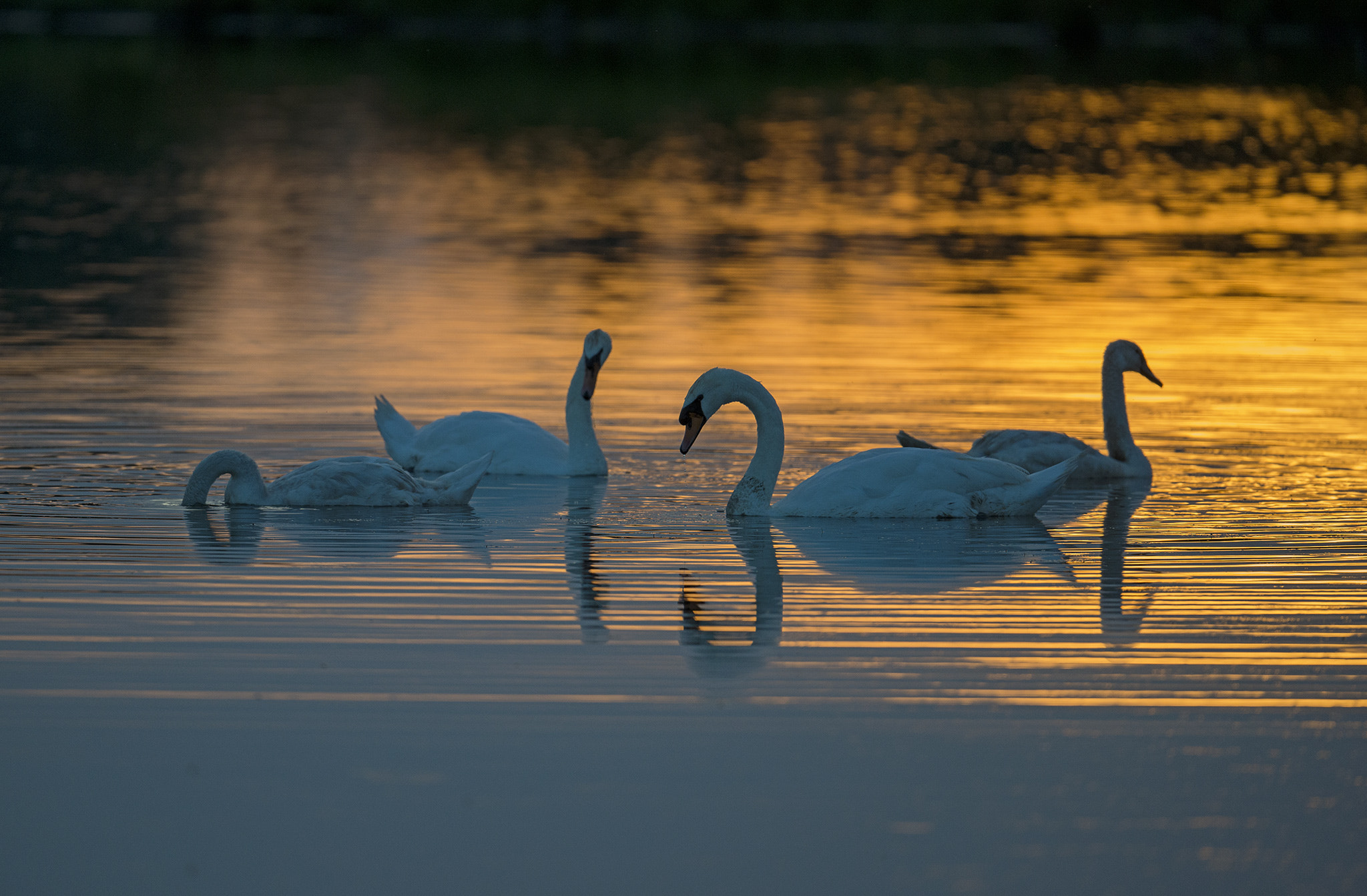 Nikon AF-S Nikkor 500mm F4E FL ED VR sample photo. Cygnes tuberculés photography