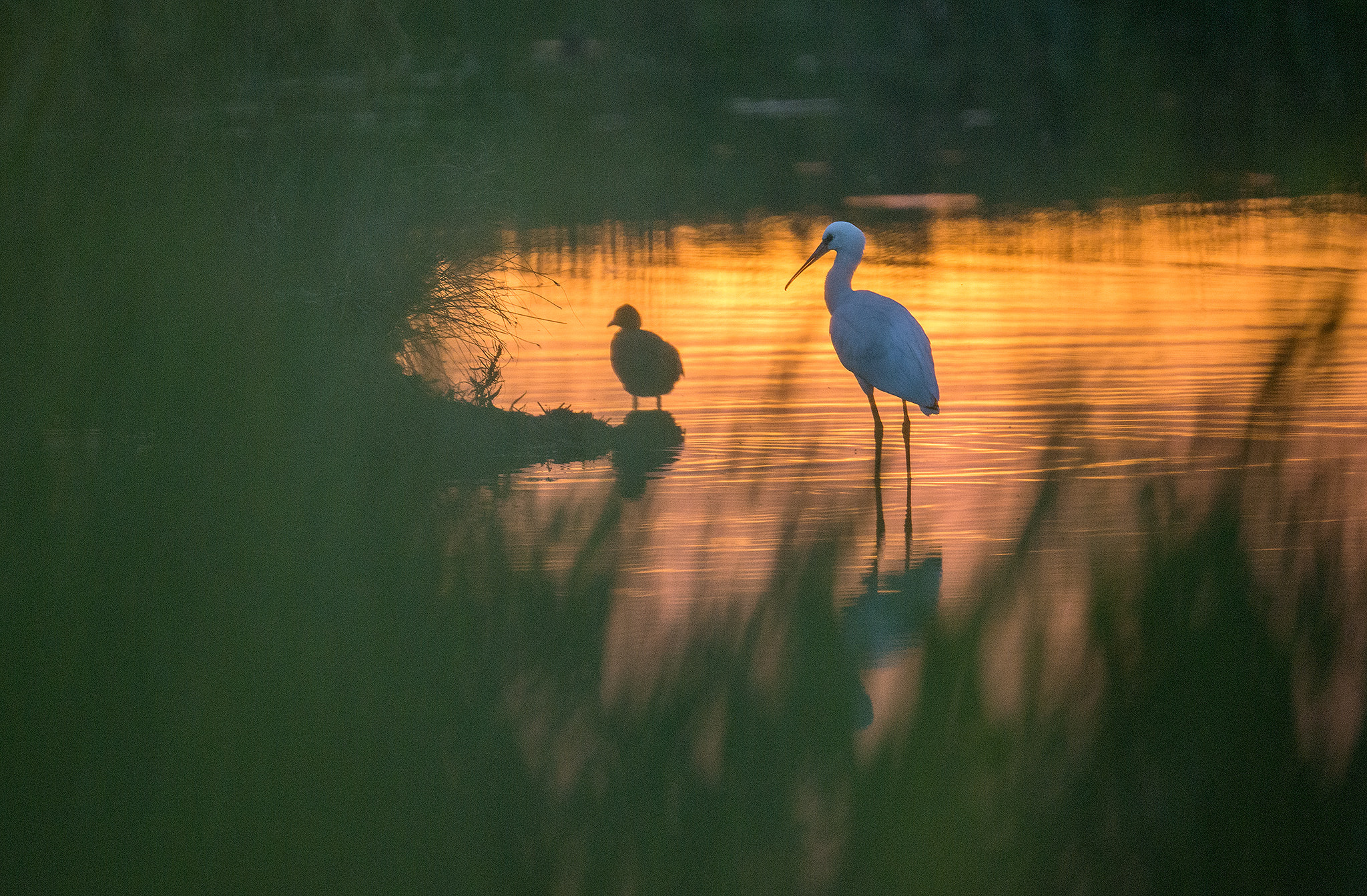 Nikon AF-S Nikkor 500mm F4E FL ED VR sample photo. Spatule blanche photography