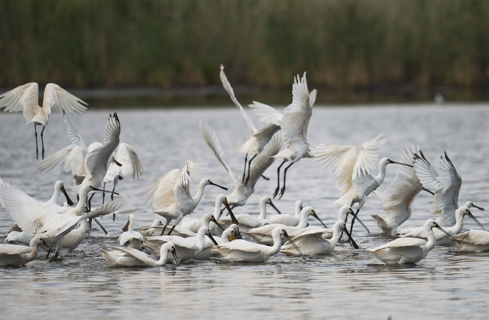 Nikon AF-S Nikkor 500mm F4E FL ED VR sample photo. Spatules blanches photography