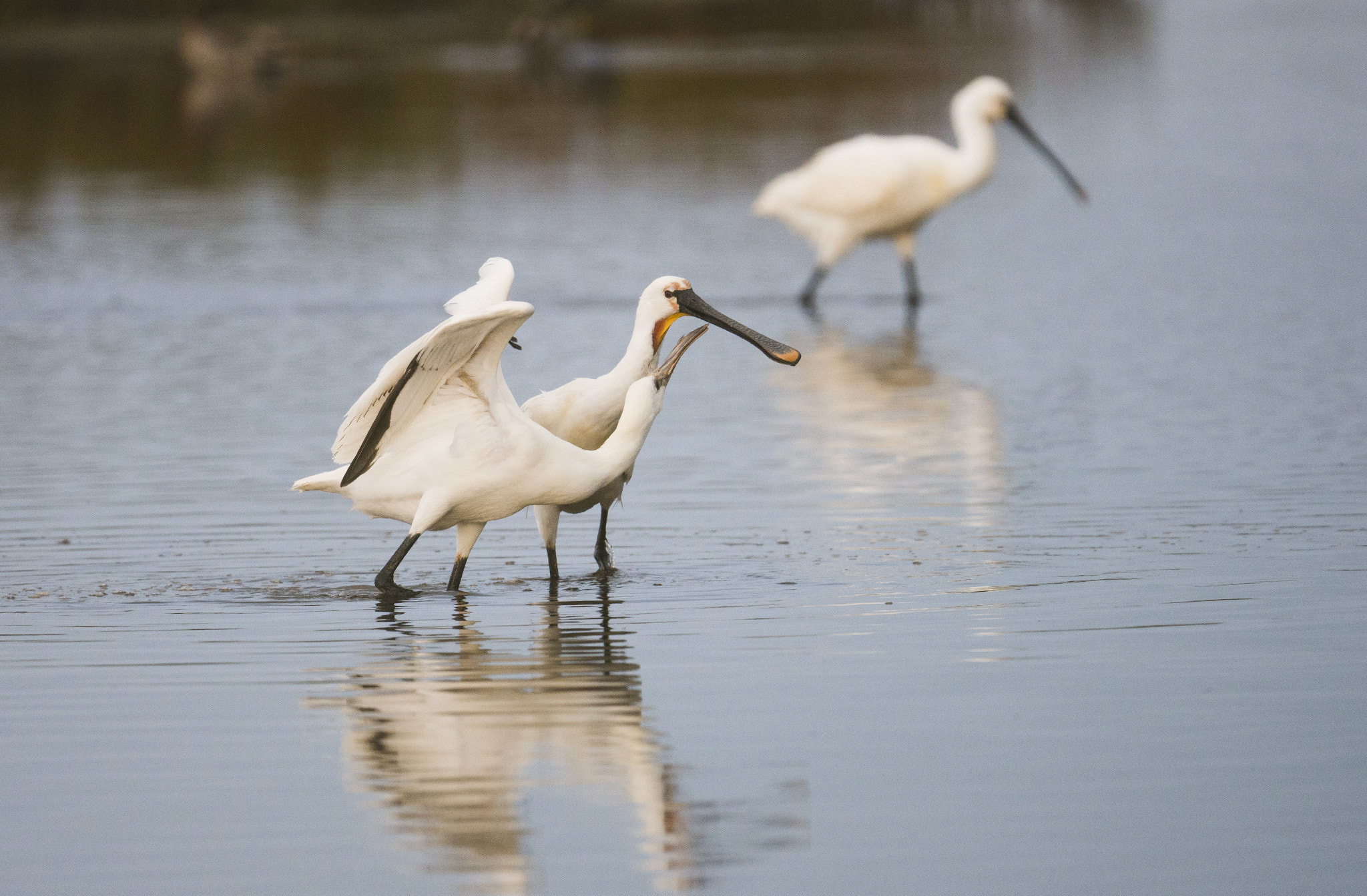 Nikon AF-S Nikkor 500mm F4E FL ED VR sample photo. Spatules blanches photography
