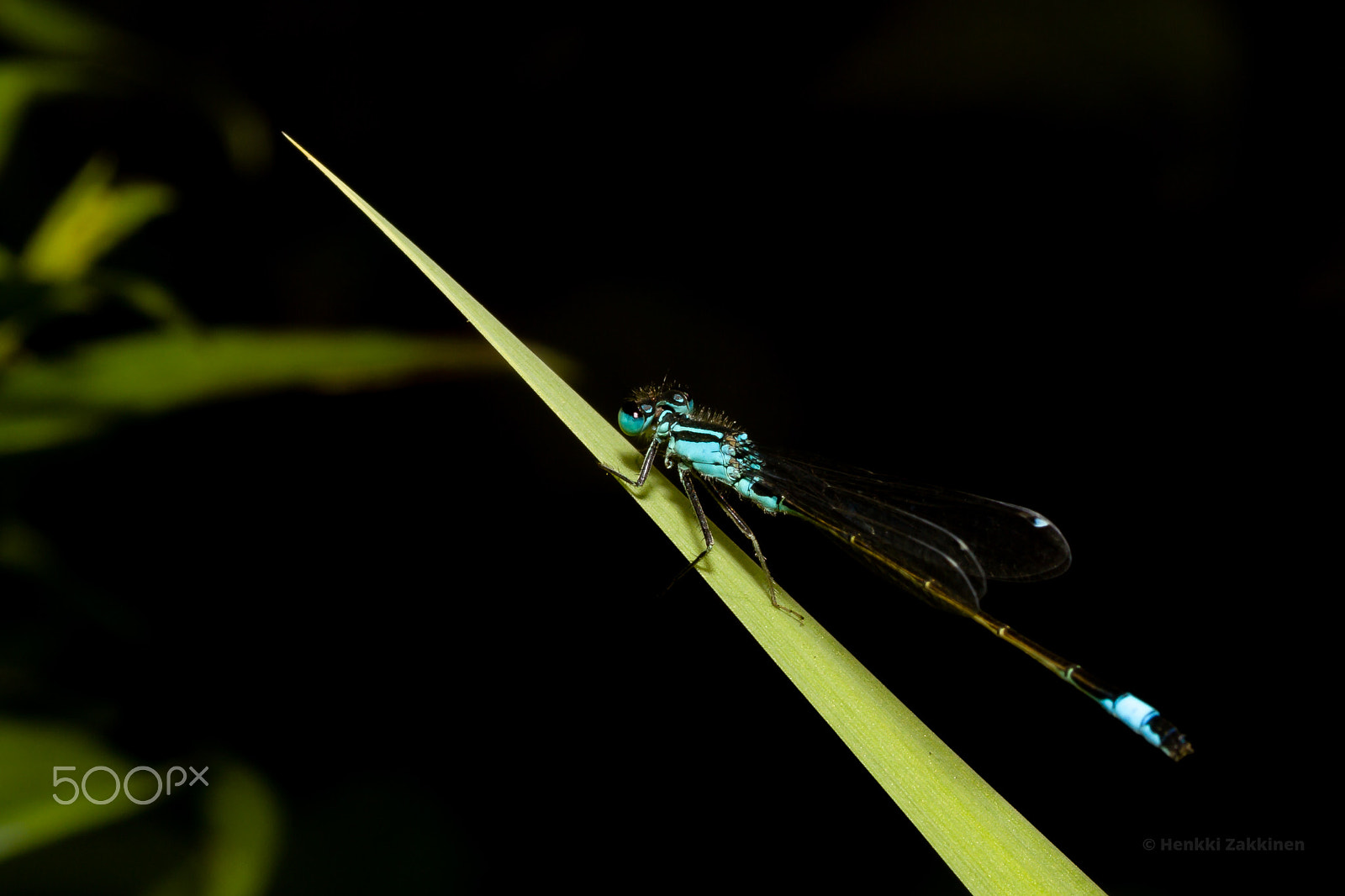 Canon EOS 7D + Sigma 105mm F2.8 EX DG Macro sample photo. Elegance photography