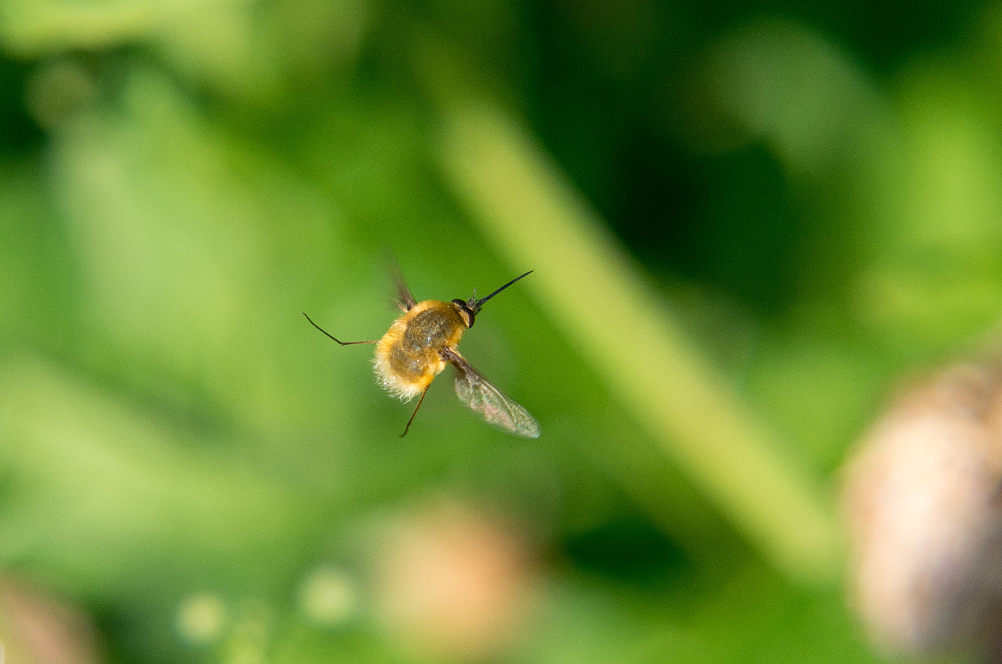 HD Pentax DA 55-300mm F4.0-5.8 ED WR sample photo. Bee flies // bombyliidae photography