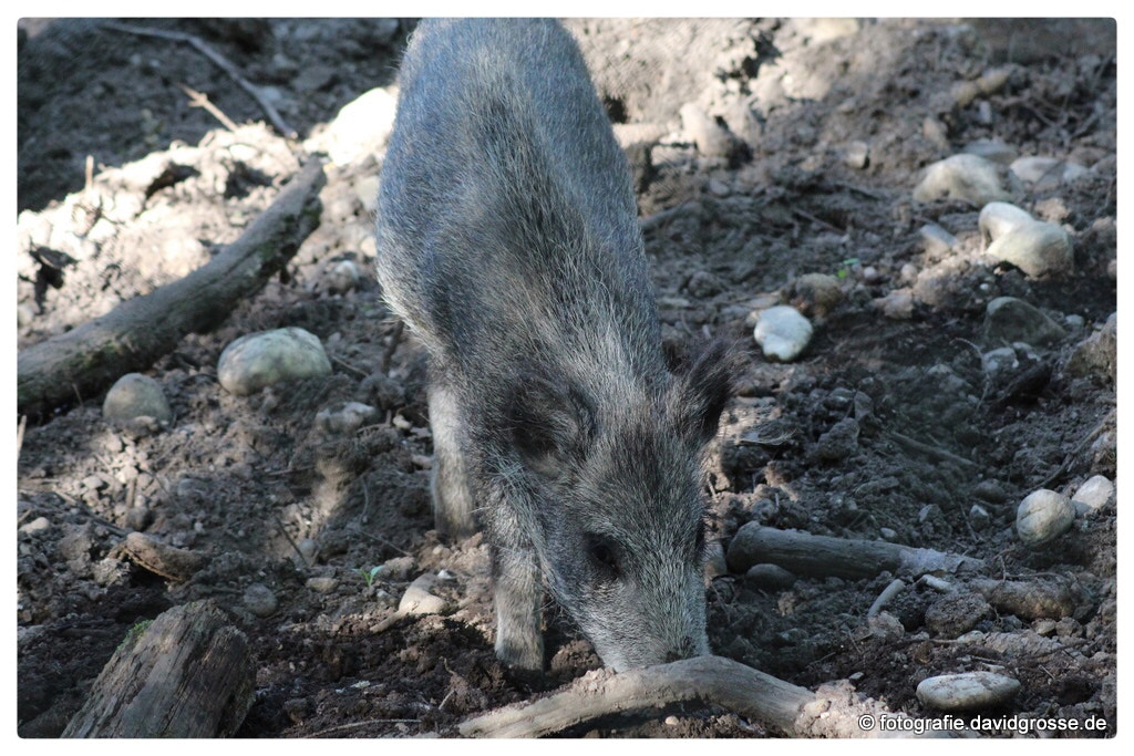 Canon EOS 700D (EOS Rebel T5i / EOS Kiss X7i) + Canon 70-300mm sample photo. Little boar photography