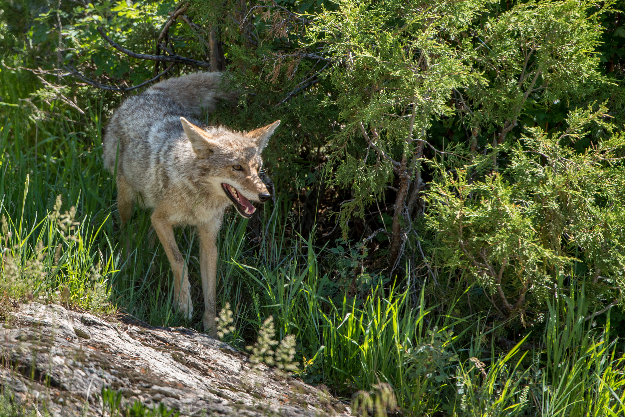Nikon D600 sample photo. Coyote photography