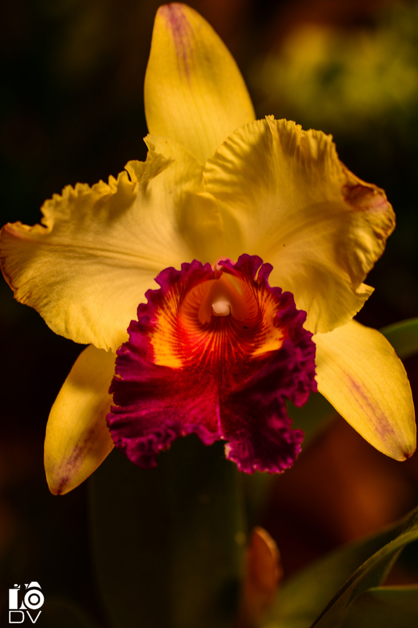Nikon D5200 + Tamron SP AF 60mm F2 Di II LD IF Macro sample photo. Orchids photography