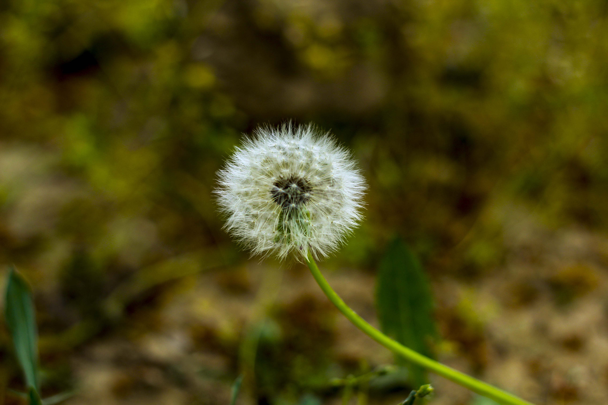 Canon EOS 1200D (EOS Rebel T5 / EOS Kiss X70 / EOS Hi) + Canon EF 50mm F1.8 II sample photo. Plant and konya photography