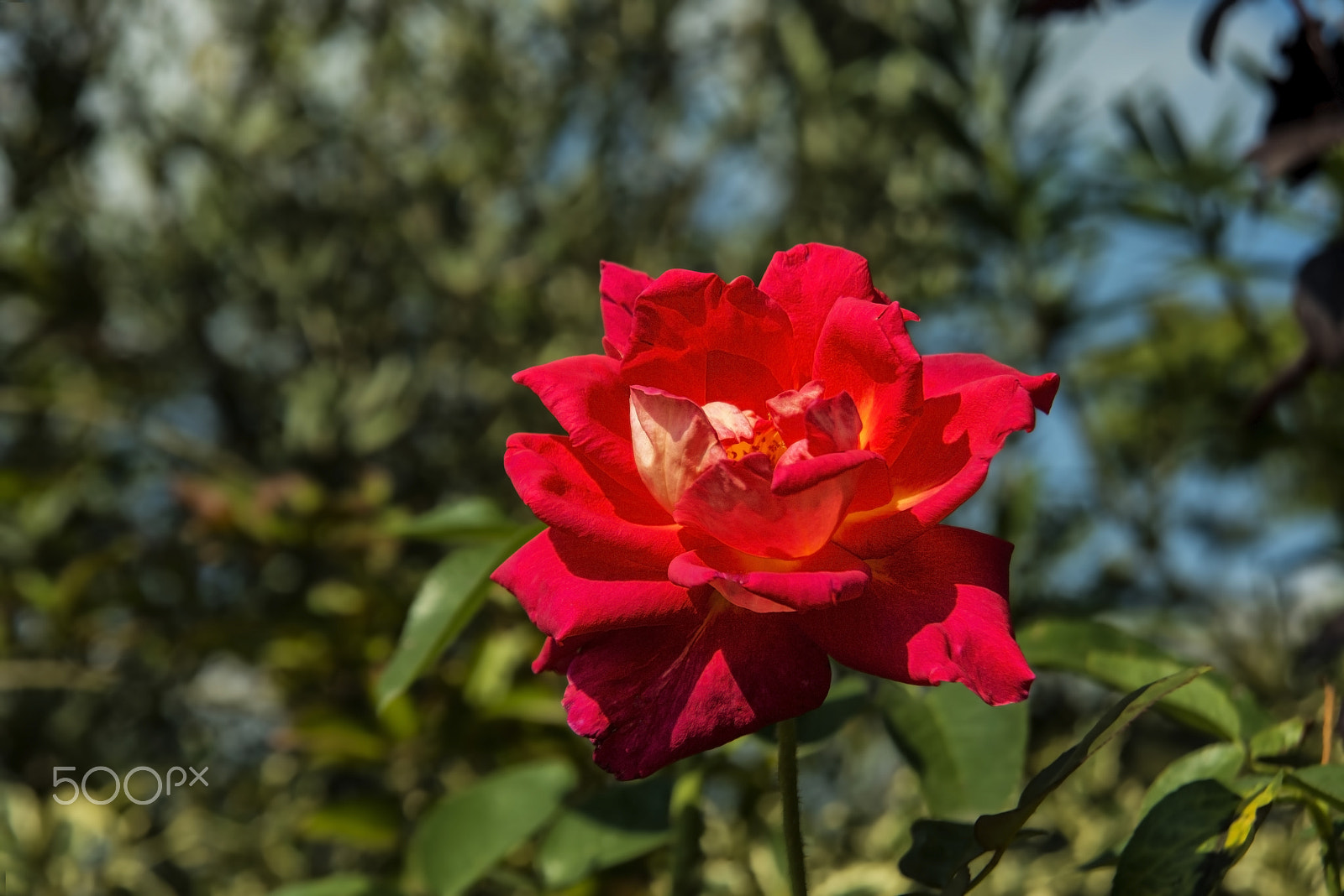 Nikon AF Nikkor 24-85mm F2.8-4D IF sample photo. Kırmızı gül (red rose)... photography