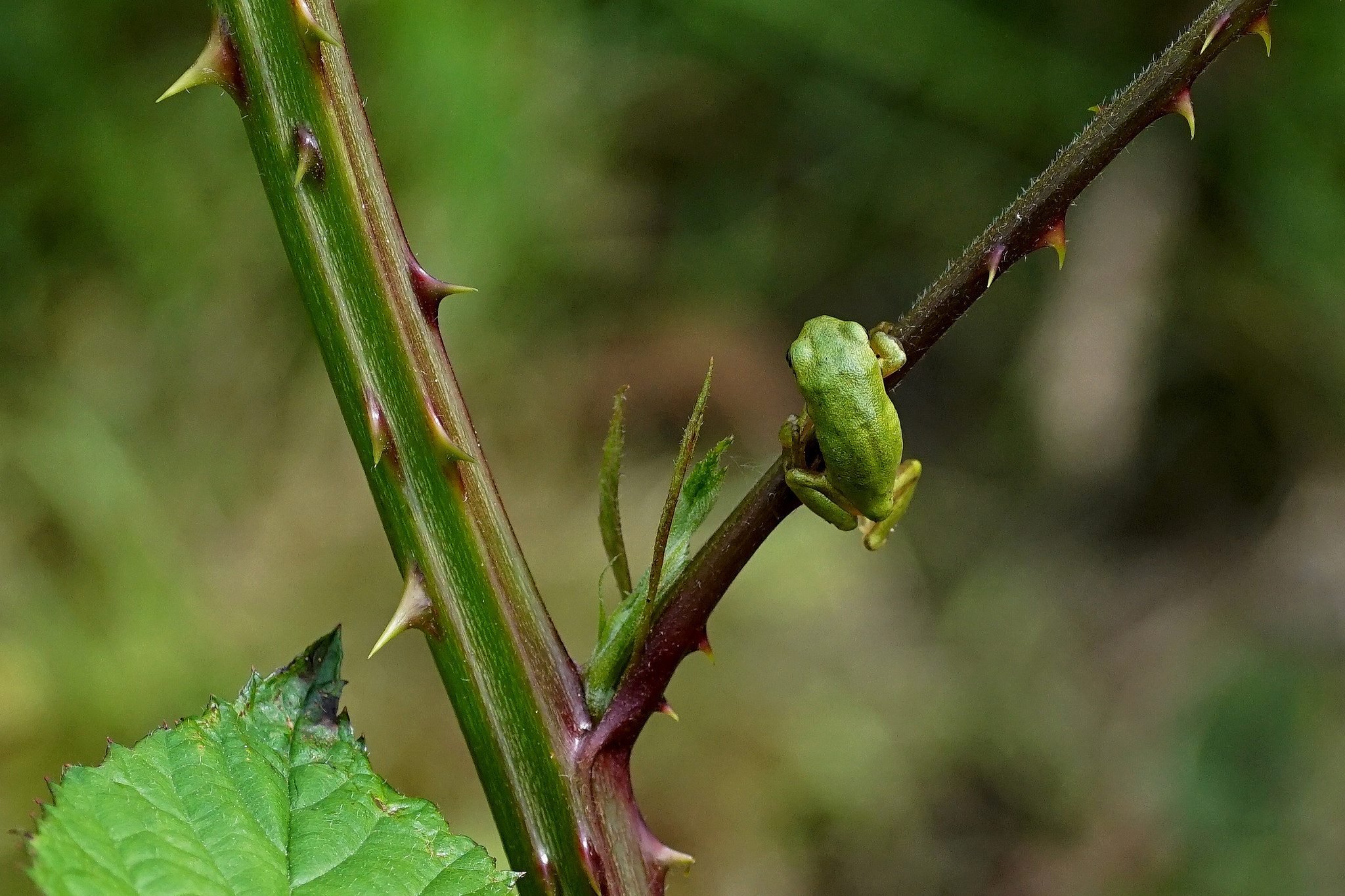 Sony SLT-A68 + Minolta AF 100mm F2.8 Macro [New] sample photo. Little froggy photography