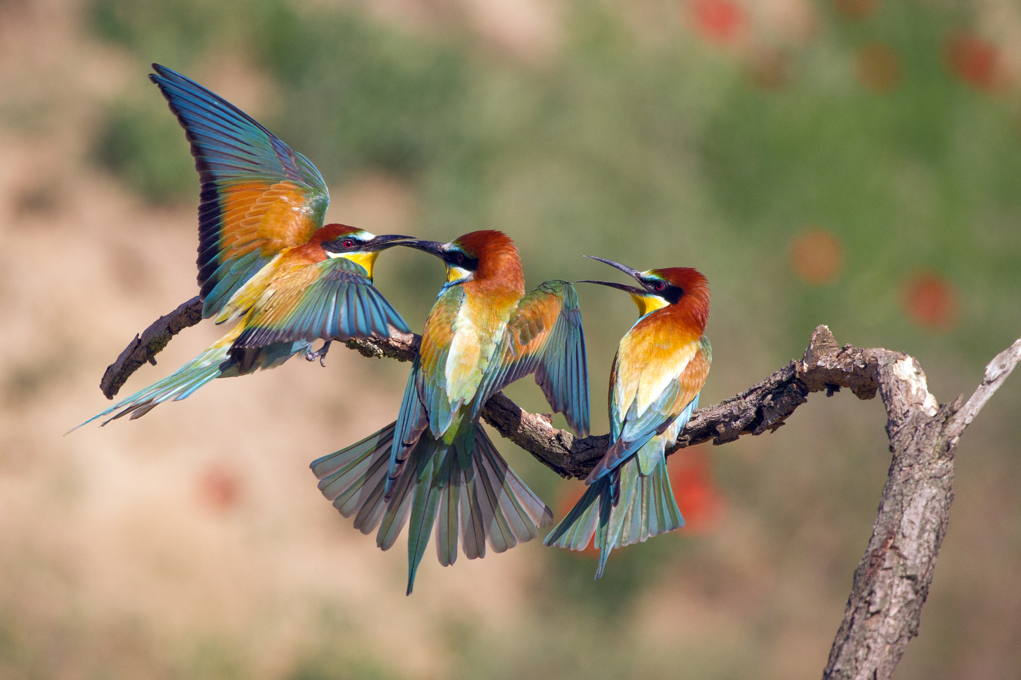 Canon EOS-1D Mark IV sample photo. Bee-eaters photography