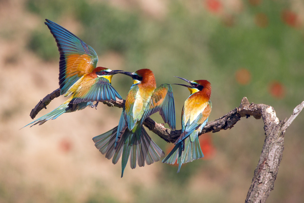 Bee-eaters by Sylwia Domaradzka on 500px.com