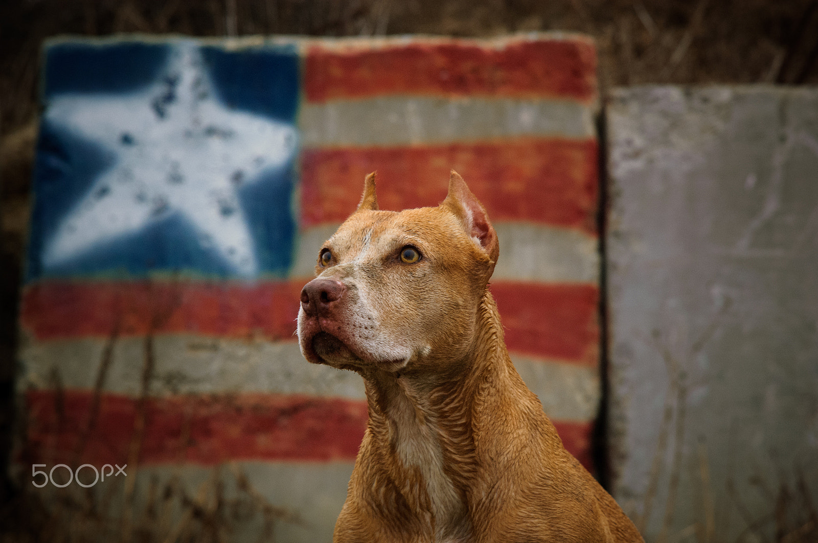 Nikon AF Nikkor 24-85mm F2.8-4D IF sample photo. Americanpitbull photography