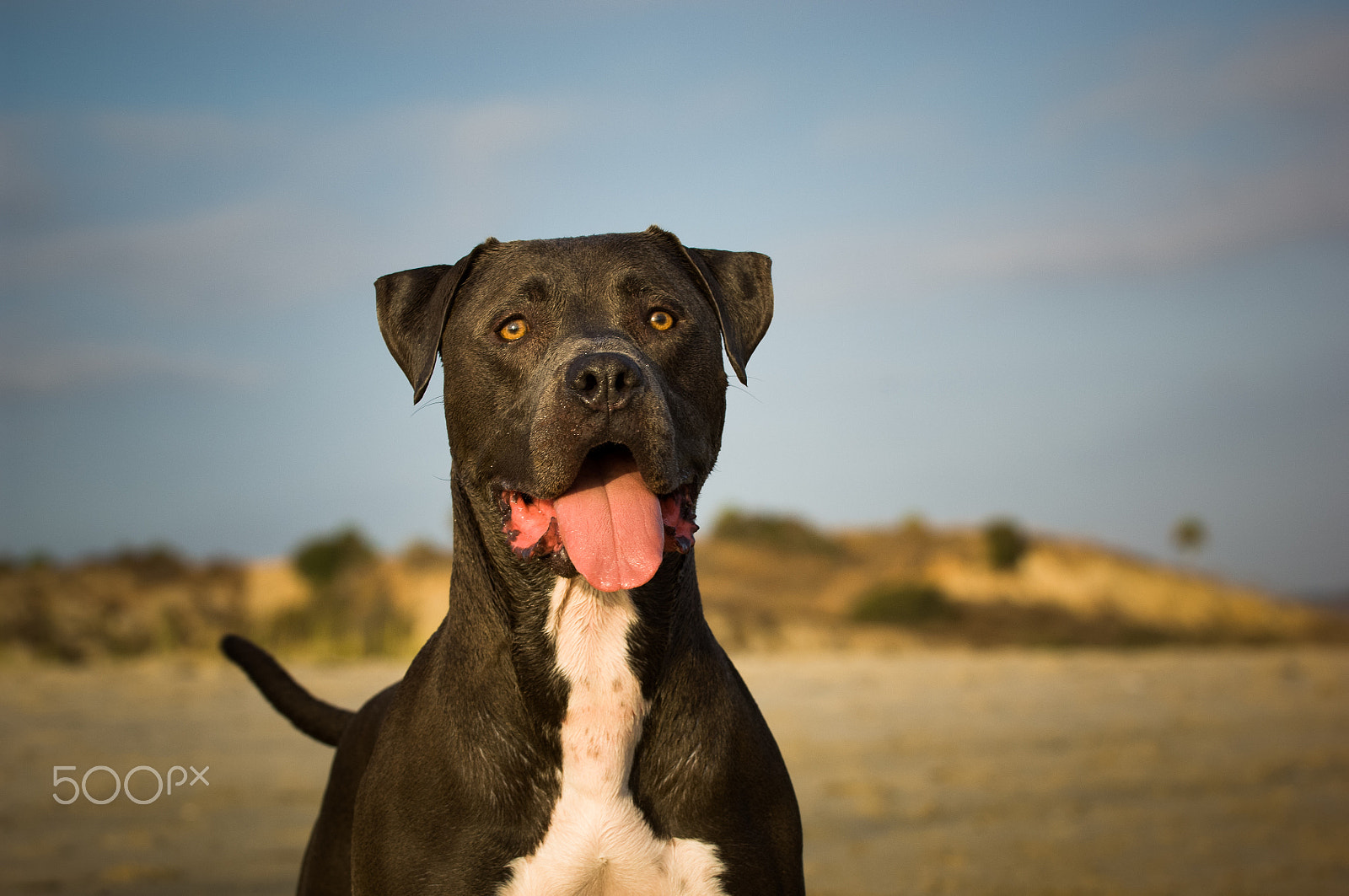 Nikon D2X sample photo. Americanpitbull photography