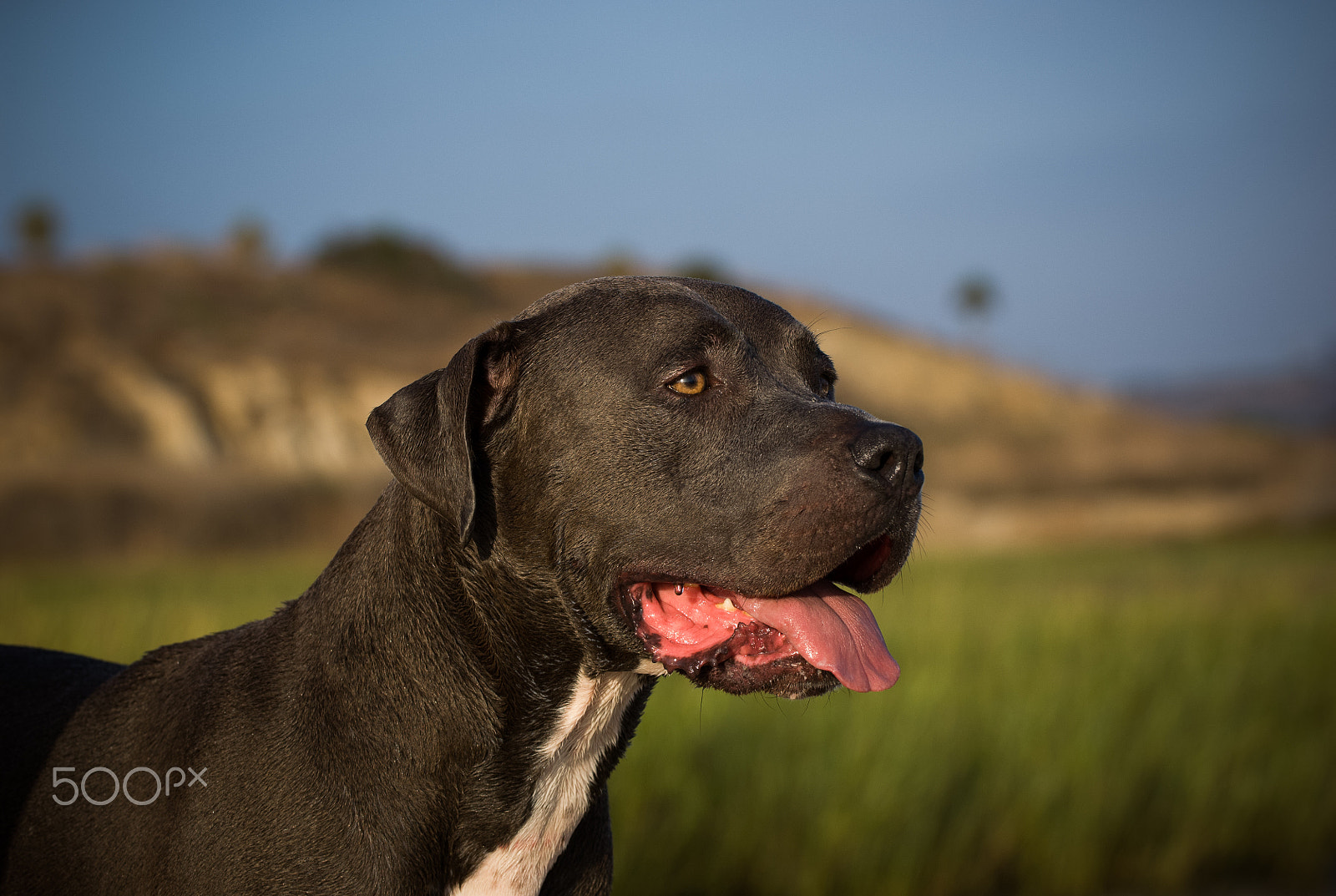 Nikon D2X sample photo. Americanpitbull photography