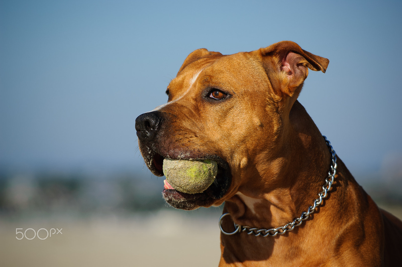 Nikon D2X sample photo. American pit bull terrier photography