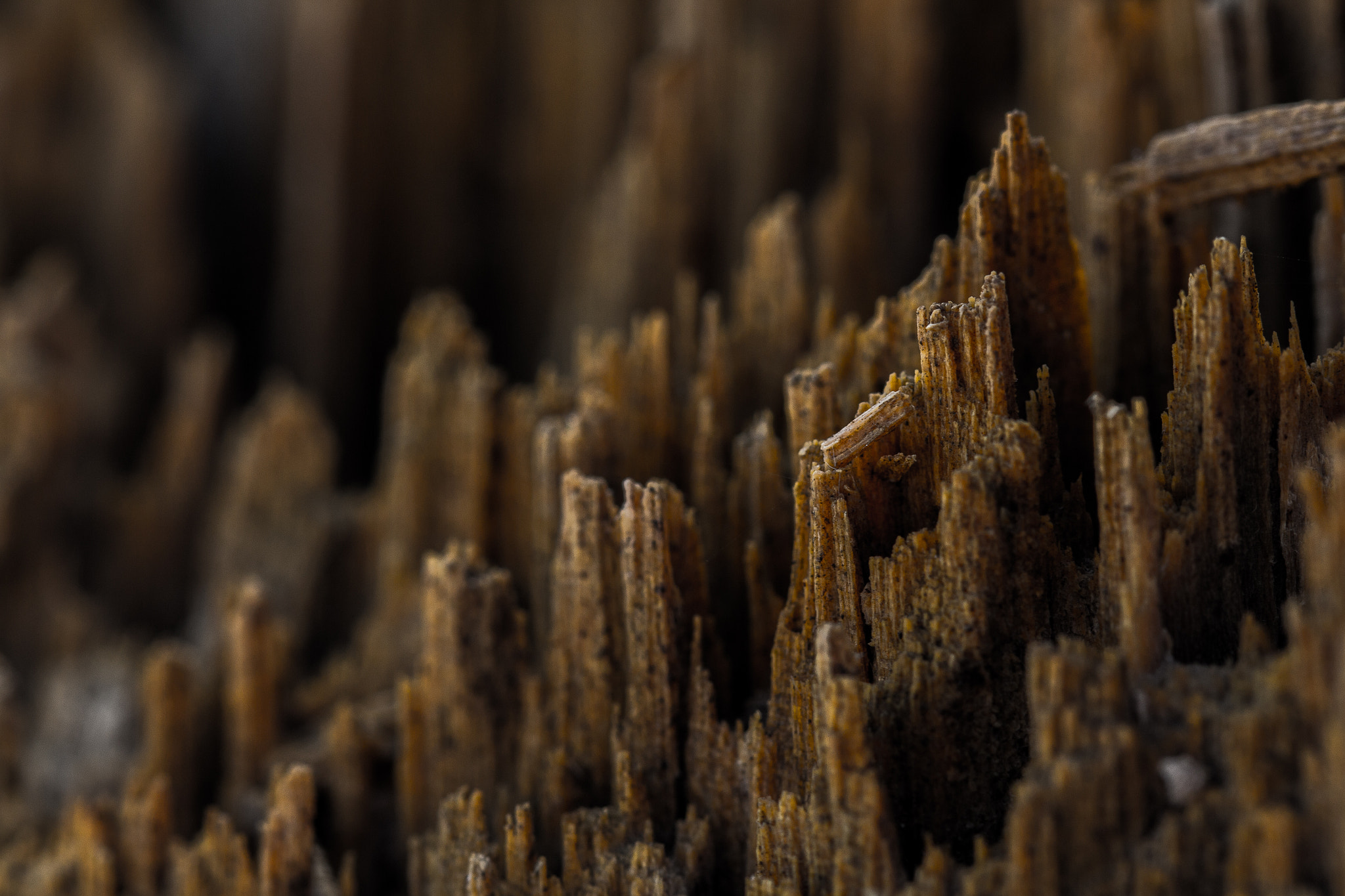 Canon EF 100mm F2.8L Macro IS USM sample photo. Chips photography