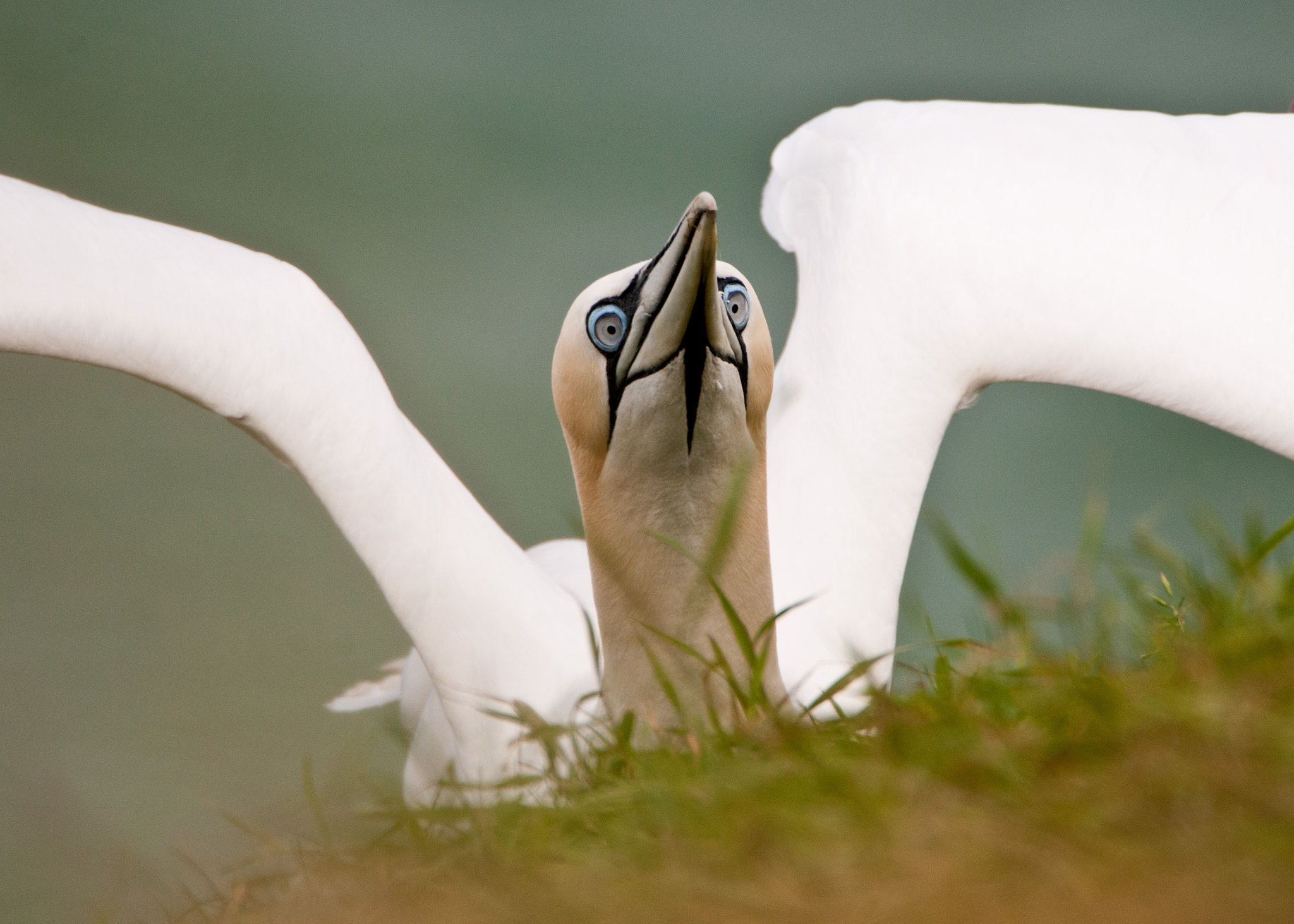 Nikon D300S sample photo. Gannet photography