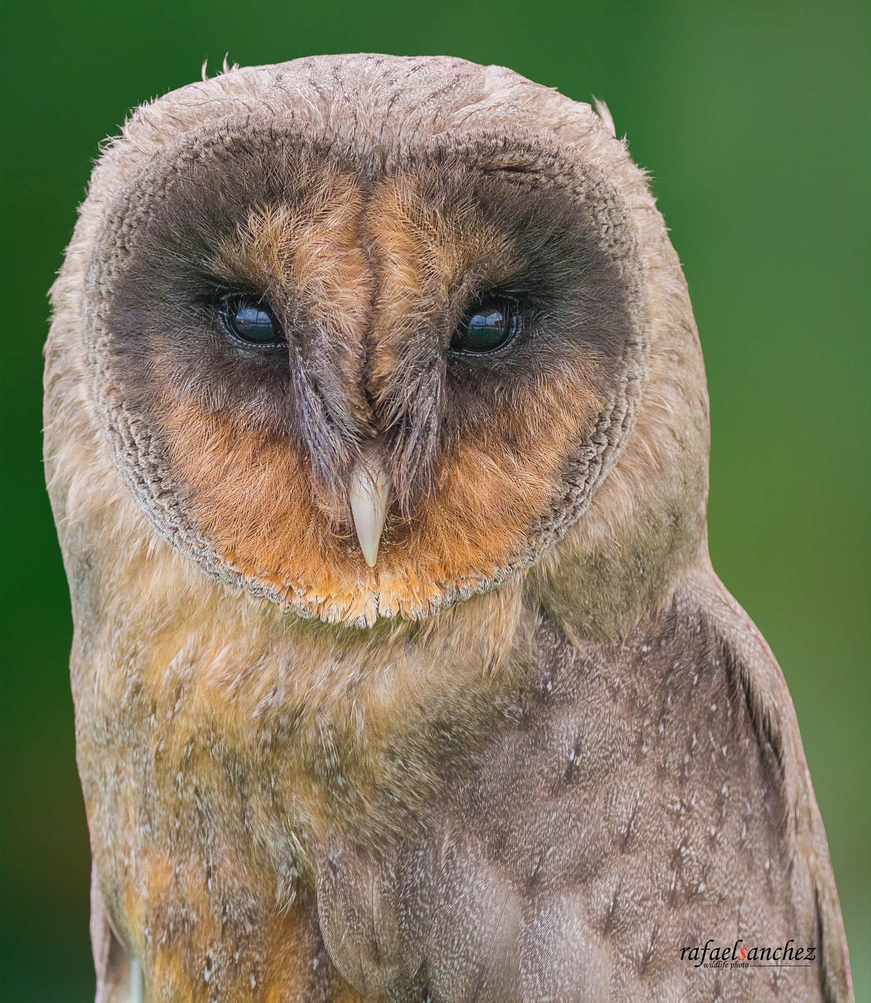 Canon EOS M + Canon EF 400mm F5.6L USM sample photo. Lechuza americana - american owl photography