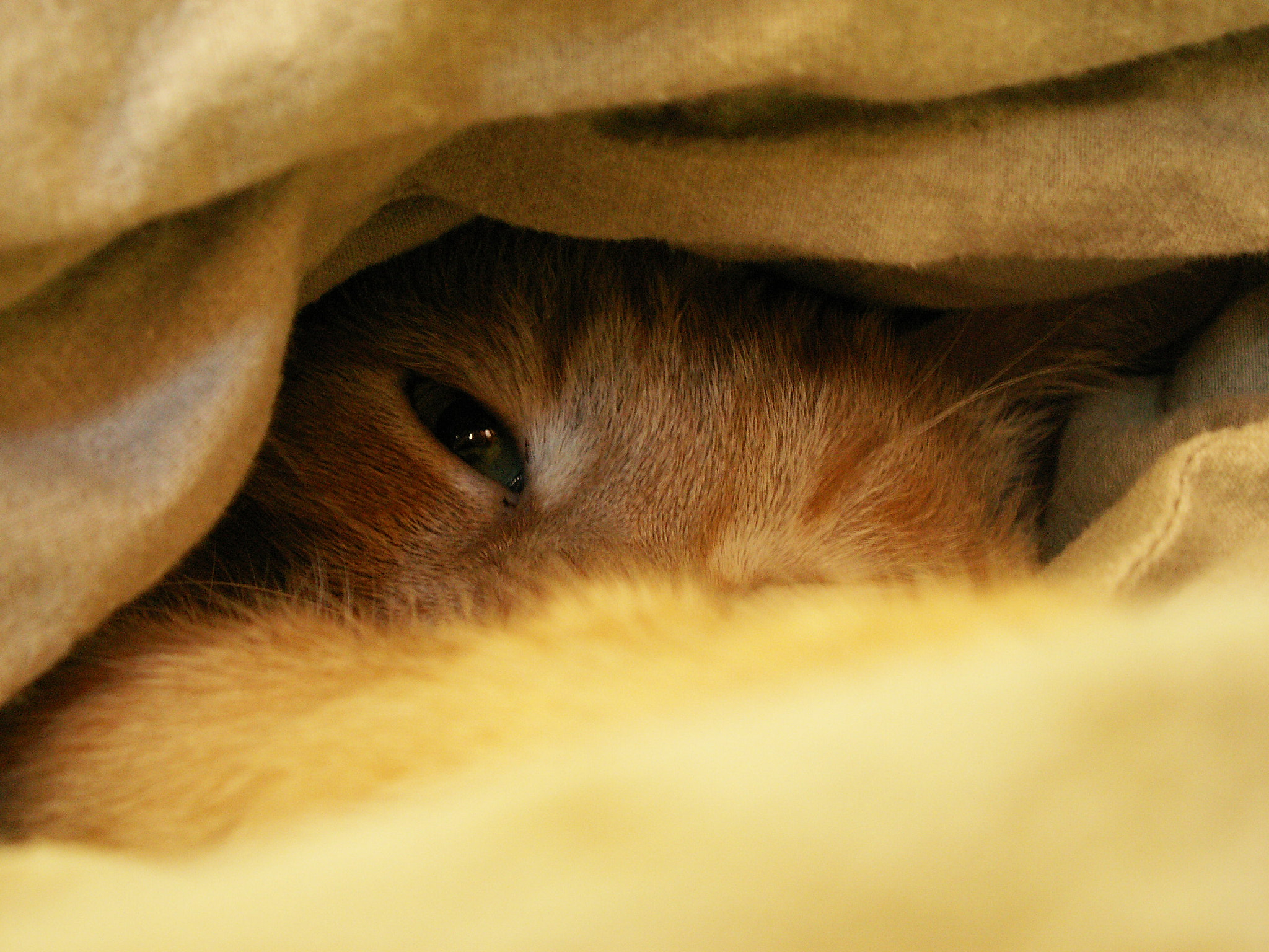KONICA MINOLTA DiMAGE Z5 sample photo. Cat in bed photography