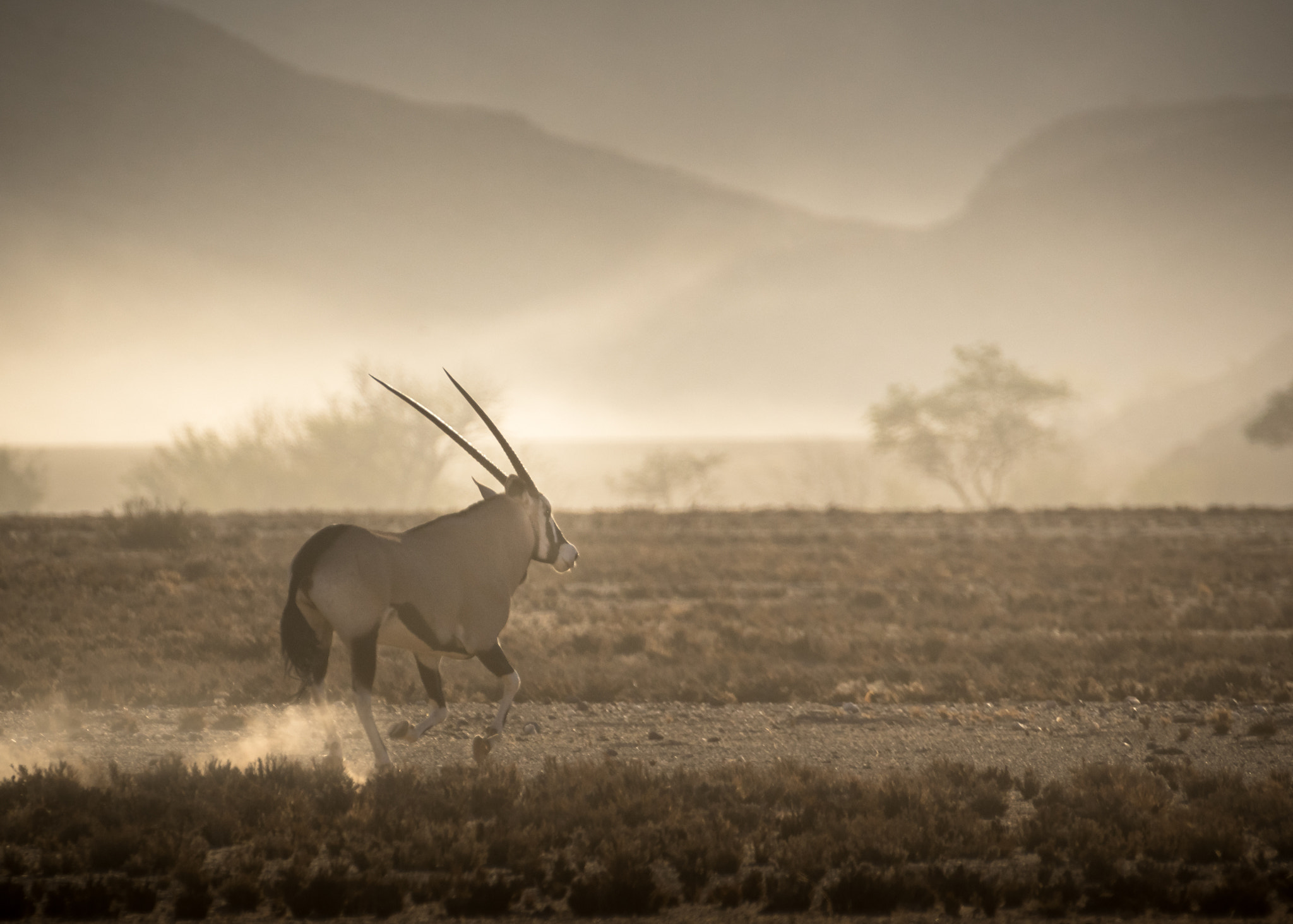 Pentax K-3 II sample photo. Oryx photography