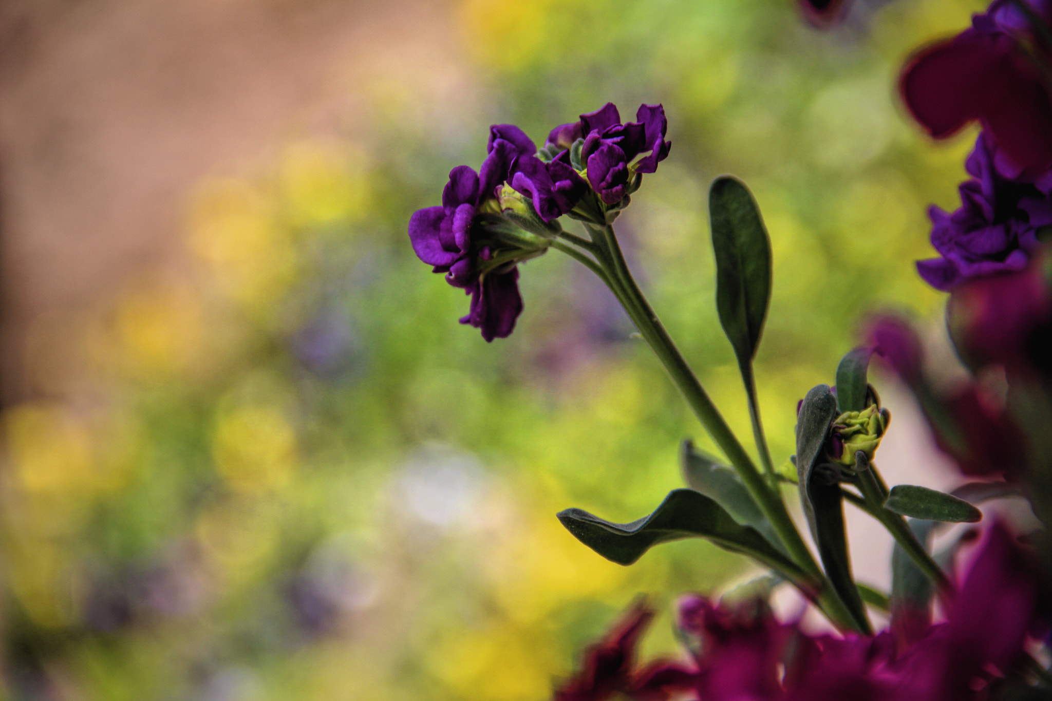 Canon EOS 700D (EOS Rebel T5i / EOS Kiss X7i) + Canon EF-S 18-135mm F3.5-5.6 IS sample photo. Flowers photography