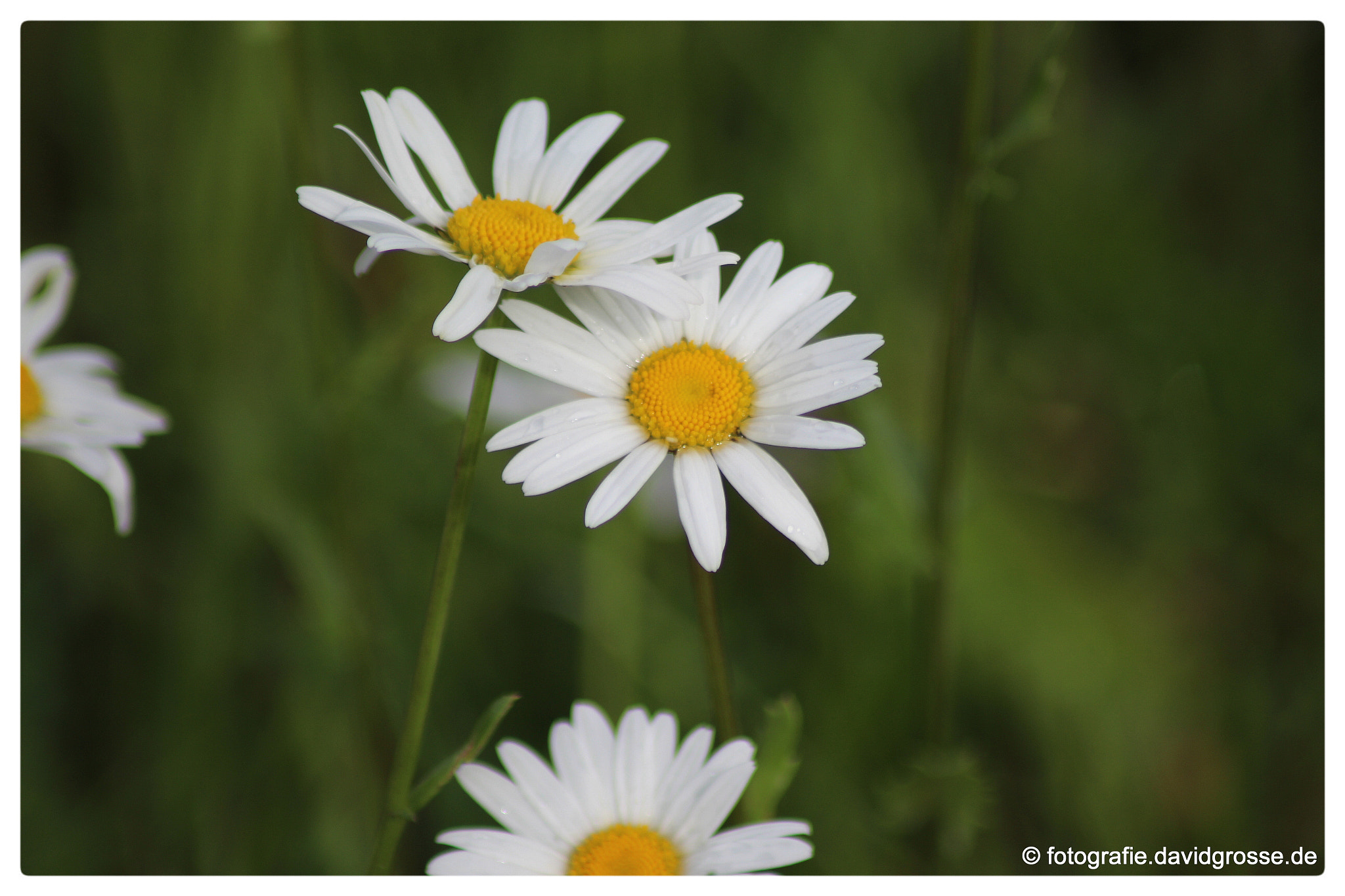 Canon EOS 700D (EOS Rebel T5i / EOS Kiss X7i) + Canon 70-300mm sample photo. Flowers photography