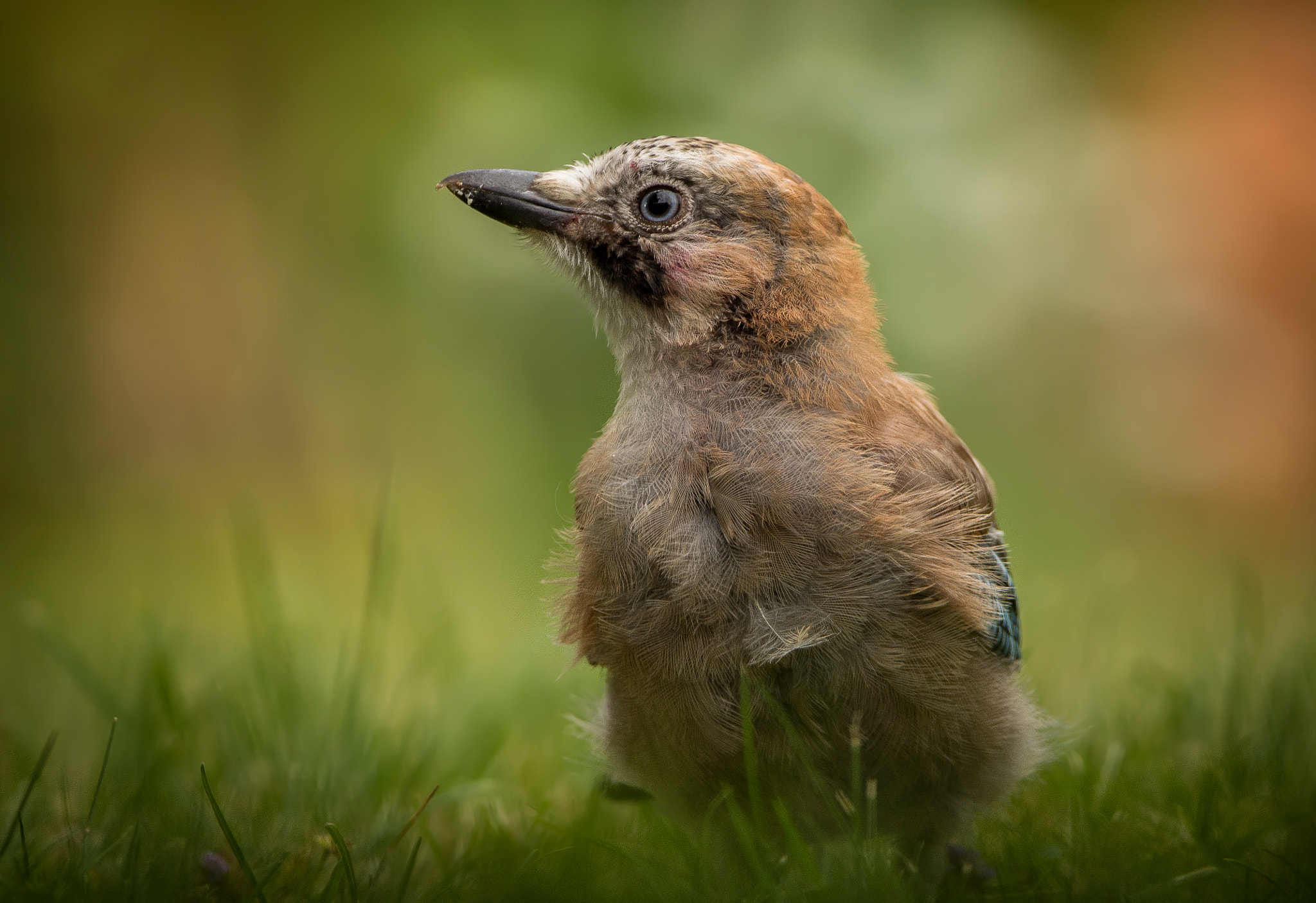 Sigma 150-600mm F5-6.3 DG OS HSM | C sample photo. Young jay photography