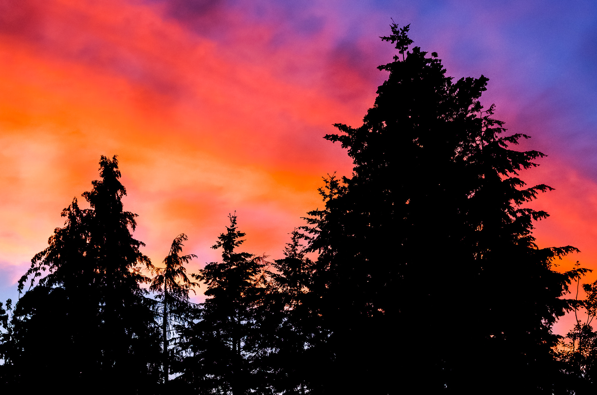 Sigma 17-70mm F2.8-4 DC Macro OS HSM sample photo. Rainbow sunset over dark trees photography