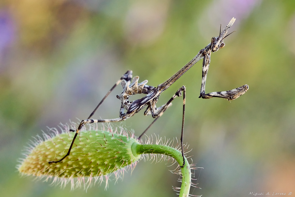 Sony ILCA-77M2 + 150mm F2.8 sample photo. Empusa pennata photography