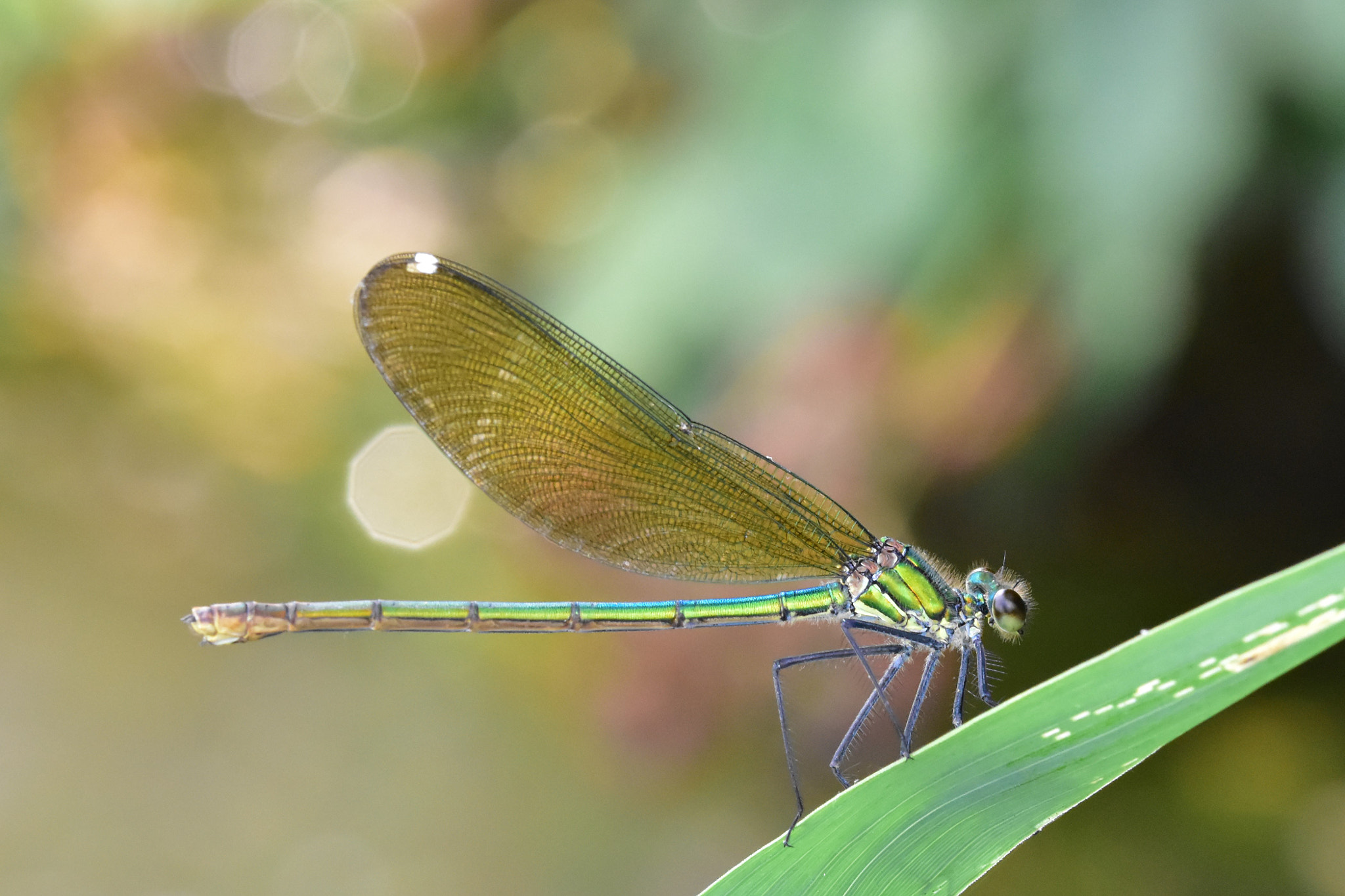 Sigma 105mm F2.8 EX DG OS HSM sample photo. Metallic predator photography