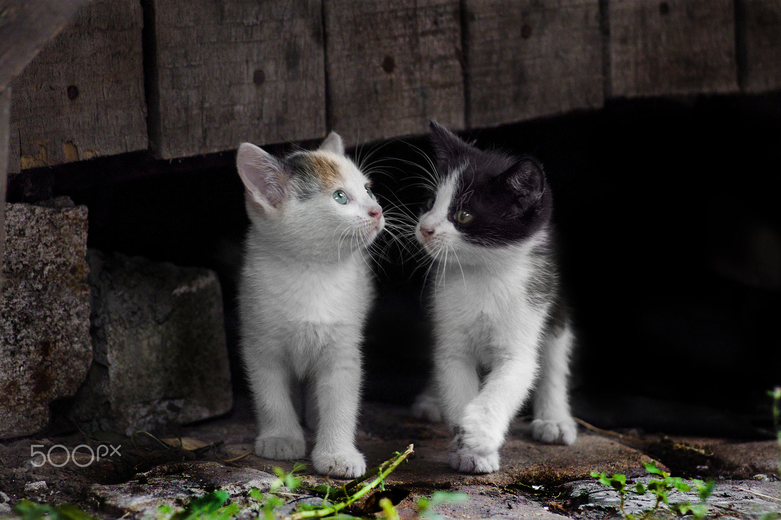 Canon EF 35-80mm f/4-5.6 sample photo. Sweet couple. photography