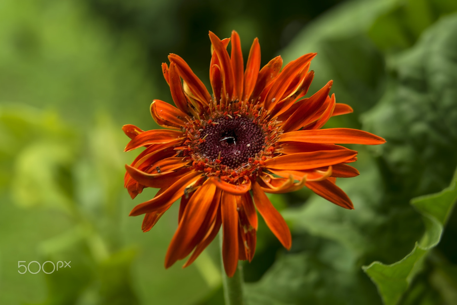Nikon AF-S Micro-Nikkor 60mm F2.8G ED sample photo. Gerbera flower... photography