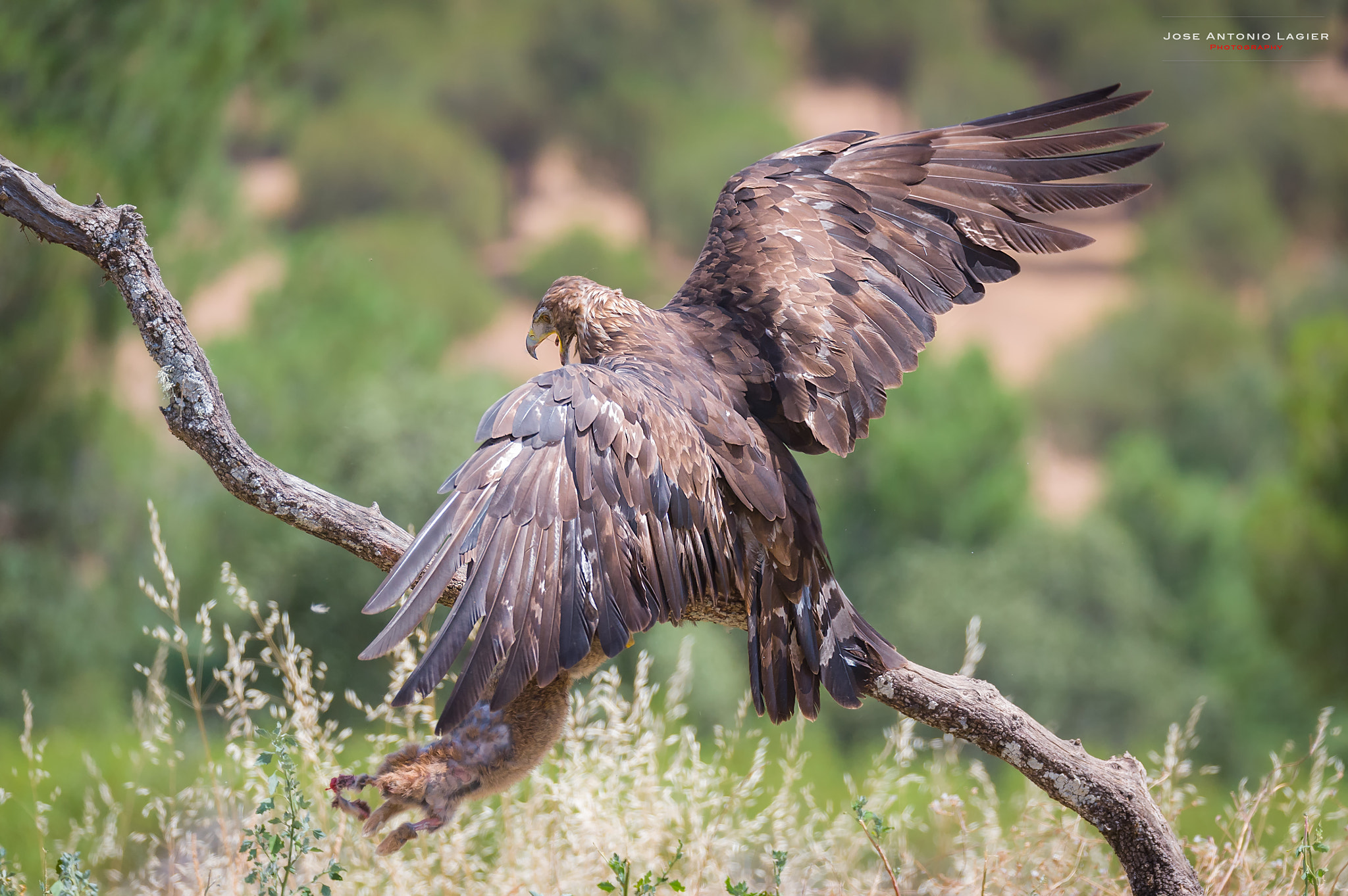 Sigma 150-600mm F5-6.3 DG OS HSM | S sample photo. Real y su presa. photography