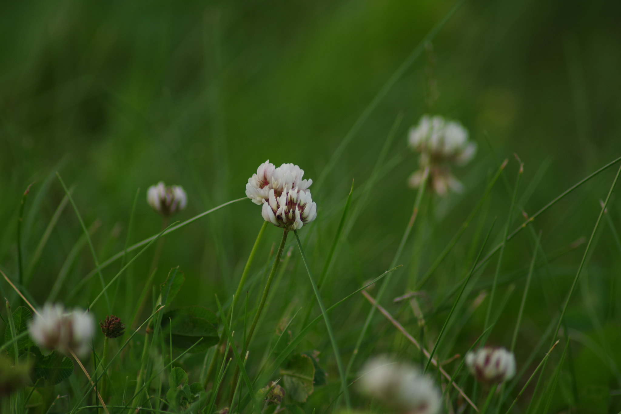 Tamron AF 70-300mm F4-5.6 Di LD Macro sample photo. What is that? photography