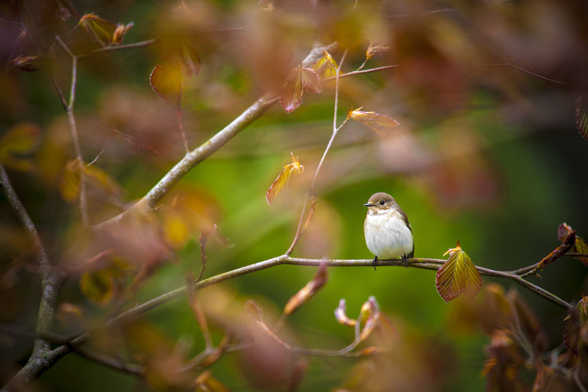 Canon EOS 5D sample photo. European pied flycatcher photography