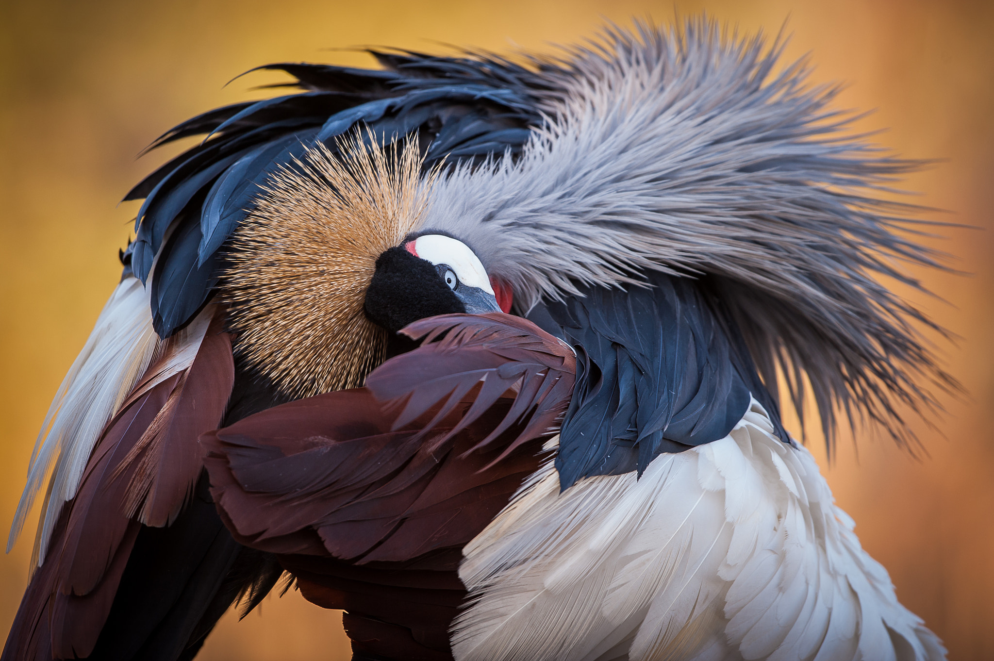 Nikon D700 + Nikon AF-S Nikkor 500mm F4G ED VR sample photo. Crowned crane curtsy photography