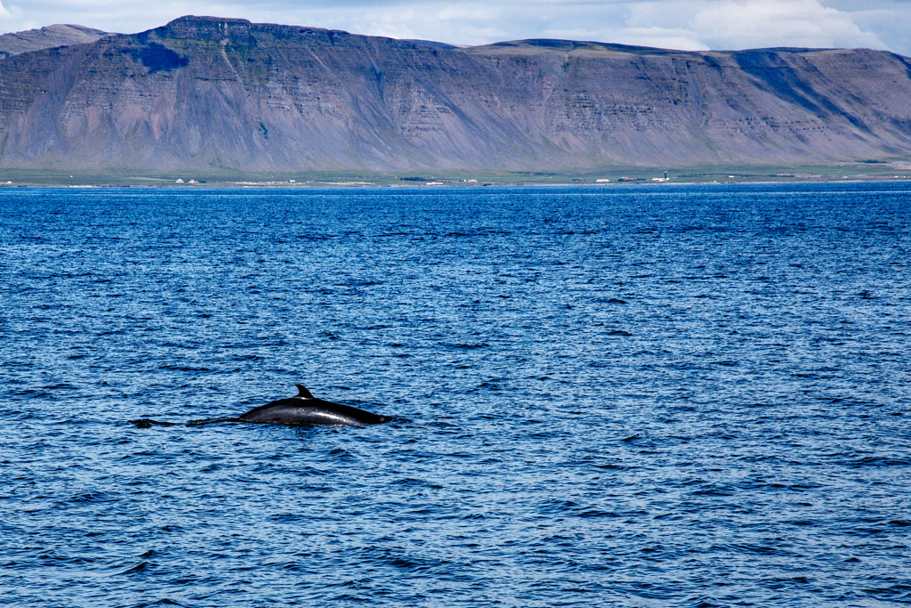 Minke Whale by Marc Salm on 500px.com