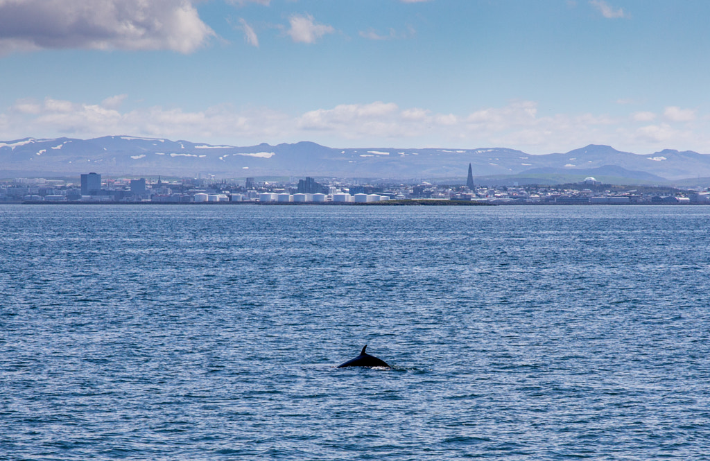 Minke Whale in front of Reykjavik by Marc Salm on 500px.com