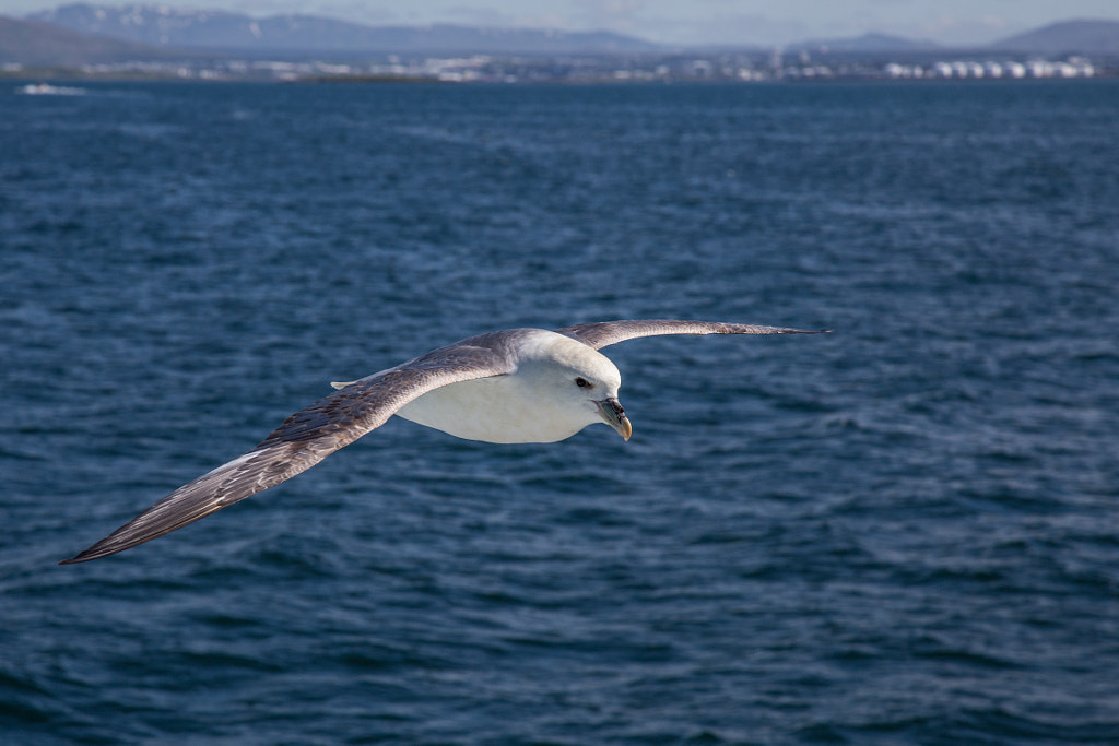 Seagull by Marc Salm on 500px.com