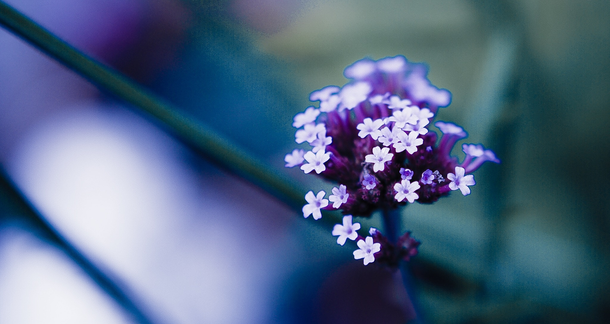 Olympus PEN E-PL7 + Olympus M.Zuiko Digital 45mm F1.8 sample photo. Tiny violett flower photography